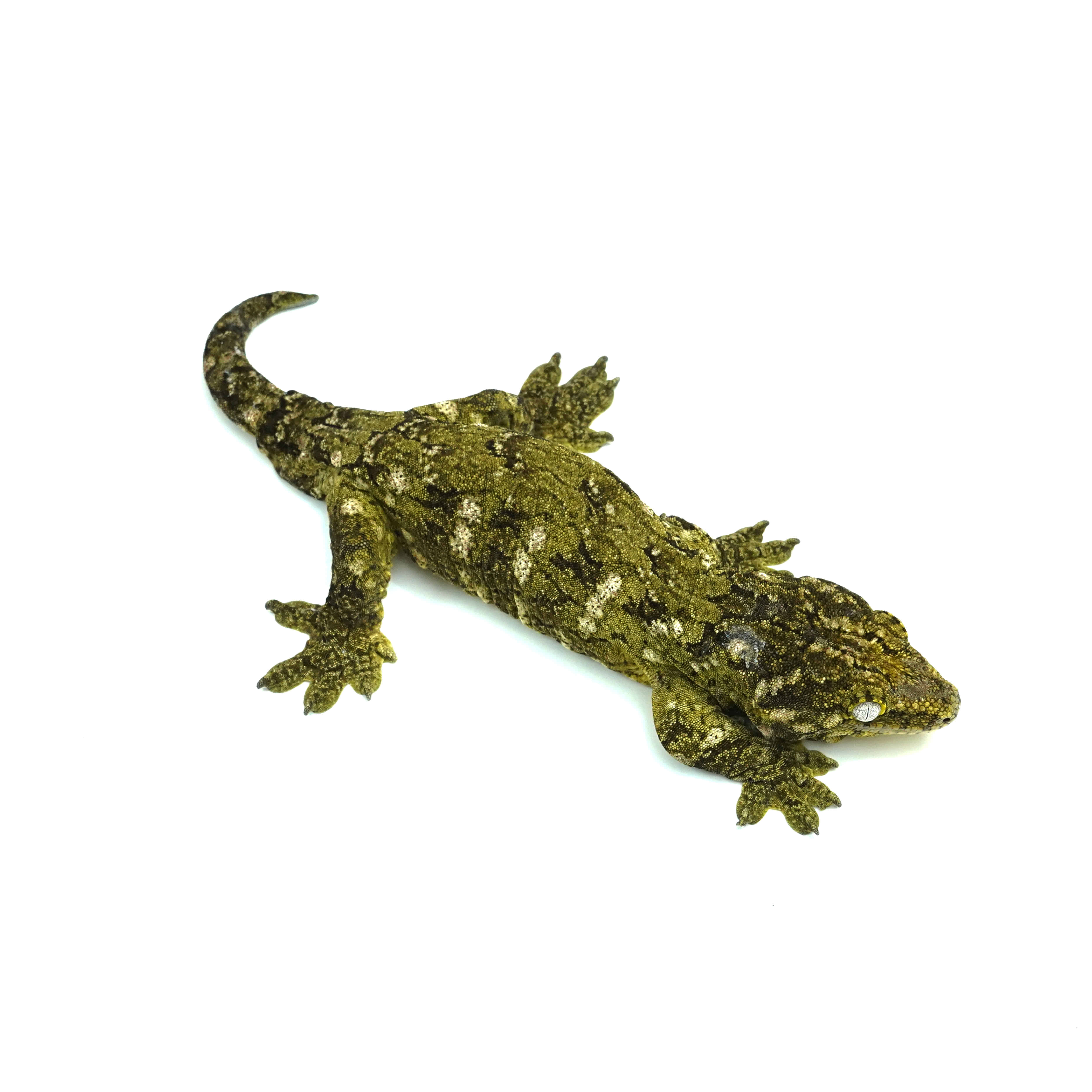 ★クマタマ★USA産チモシー2ndプレミアムWR  28kg ☆クマタマ☆USA産チモシー2ndプレミアムWR 28kg ☆クマタマ