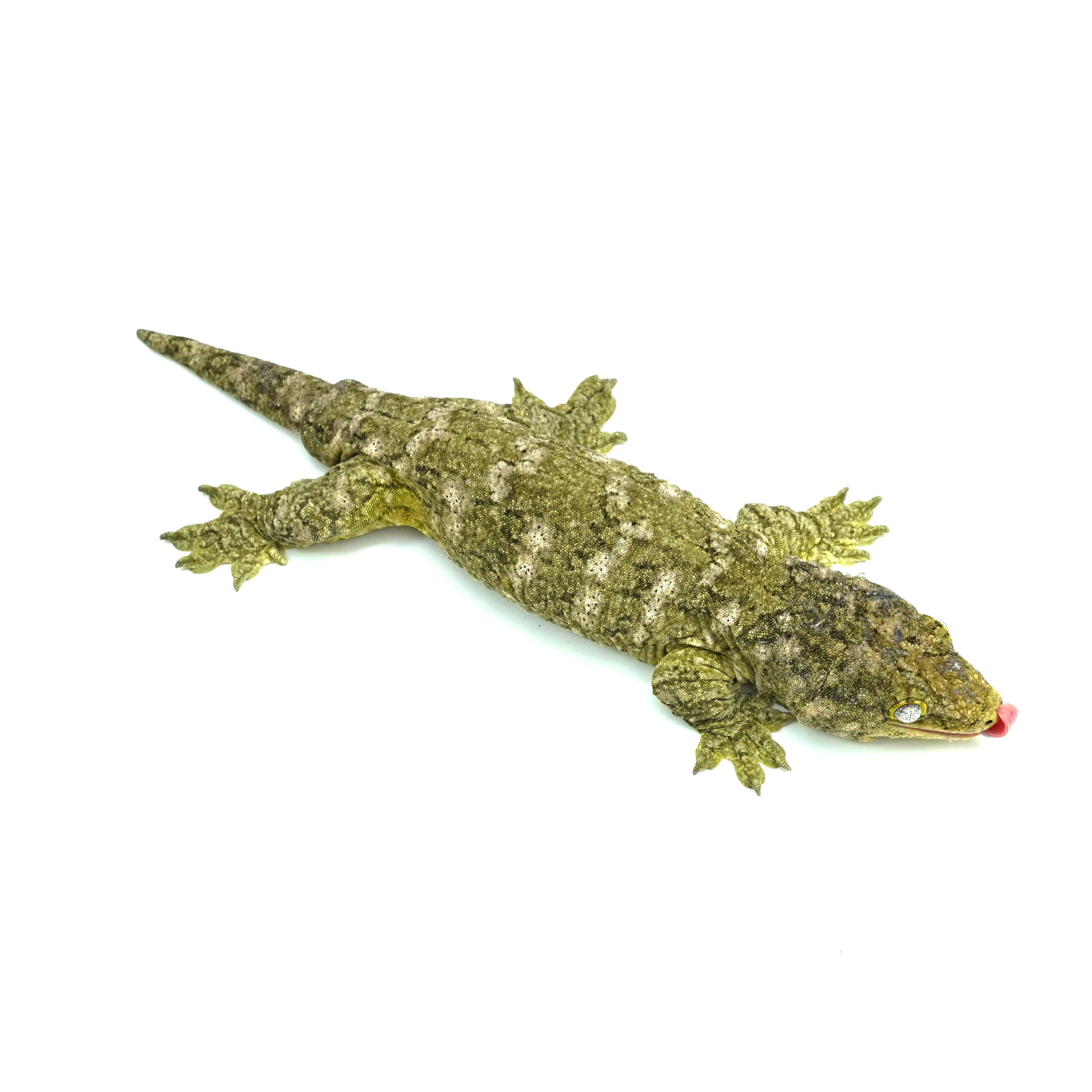 SIDI WIRE 42 どすこいゴン太 ☆JantzenAudio 箔巻きコンデンサー Amber Z-Cap1.00μF