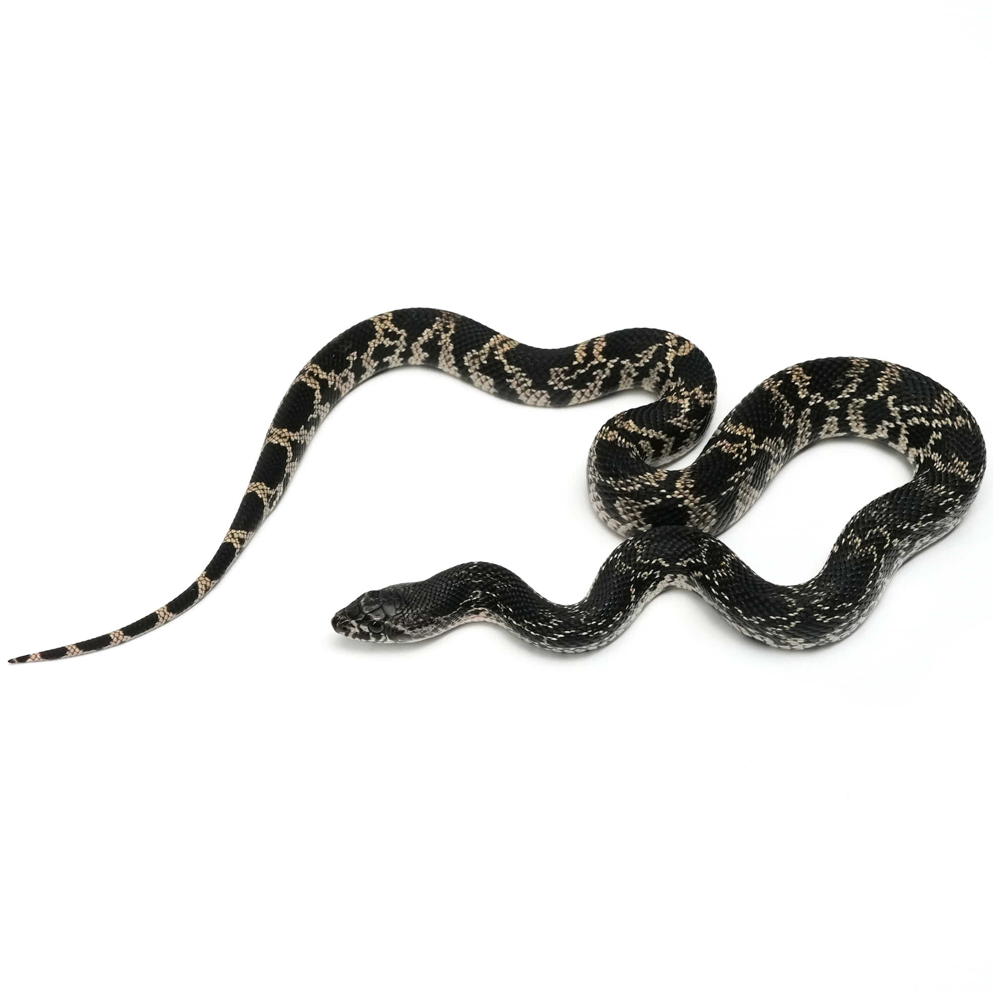 取り寄せリスト - ナミヘビ - USSI_OSAKA