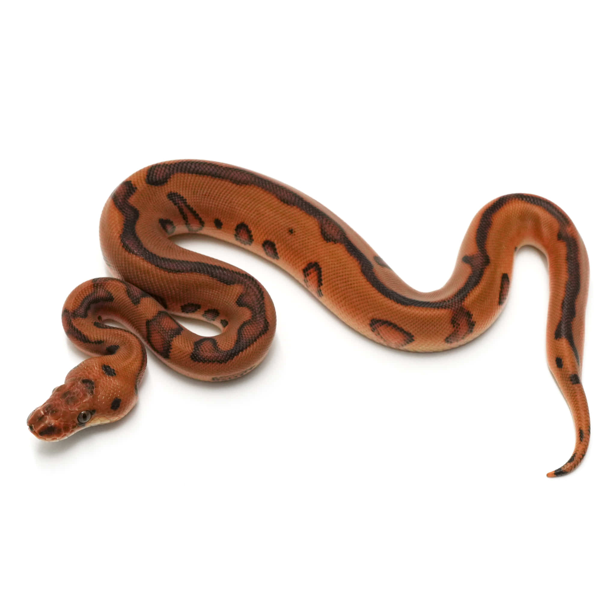 取り寄せリスト - ボールパイソン - USSI_OSAKA