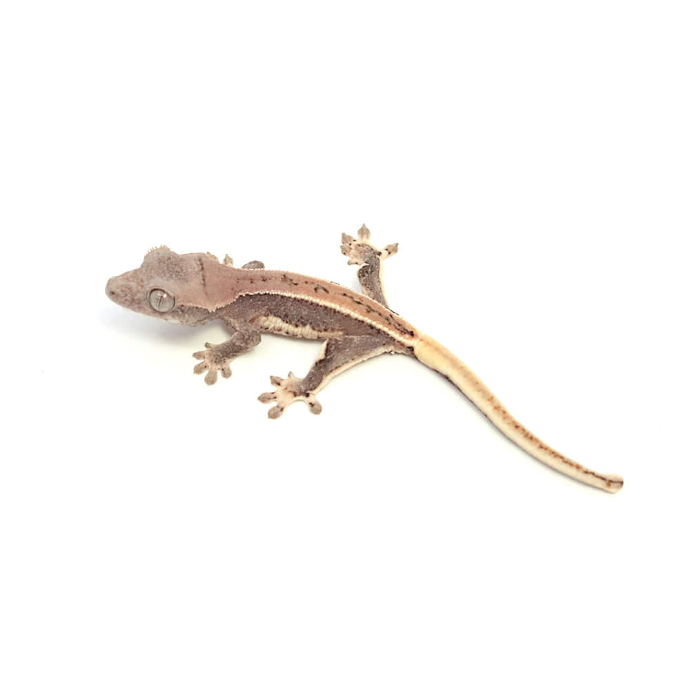 取り寄せリスト - ハイポ - USSI_OSAKA