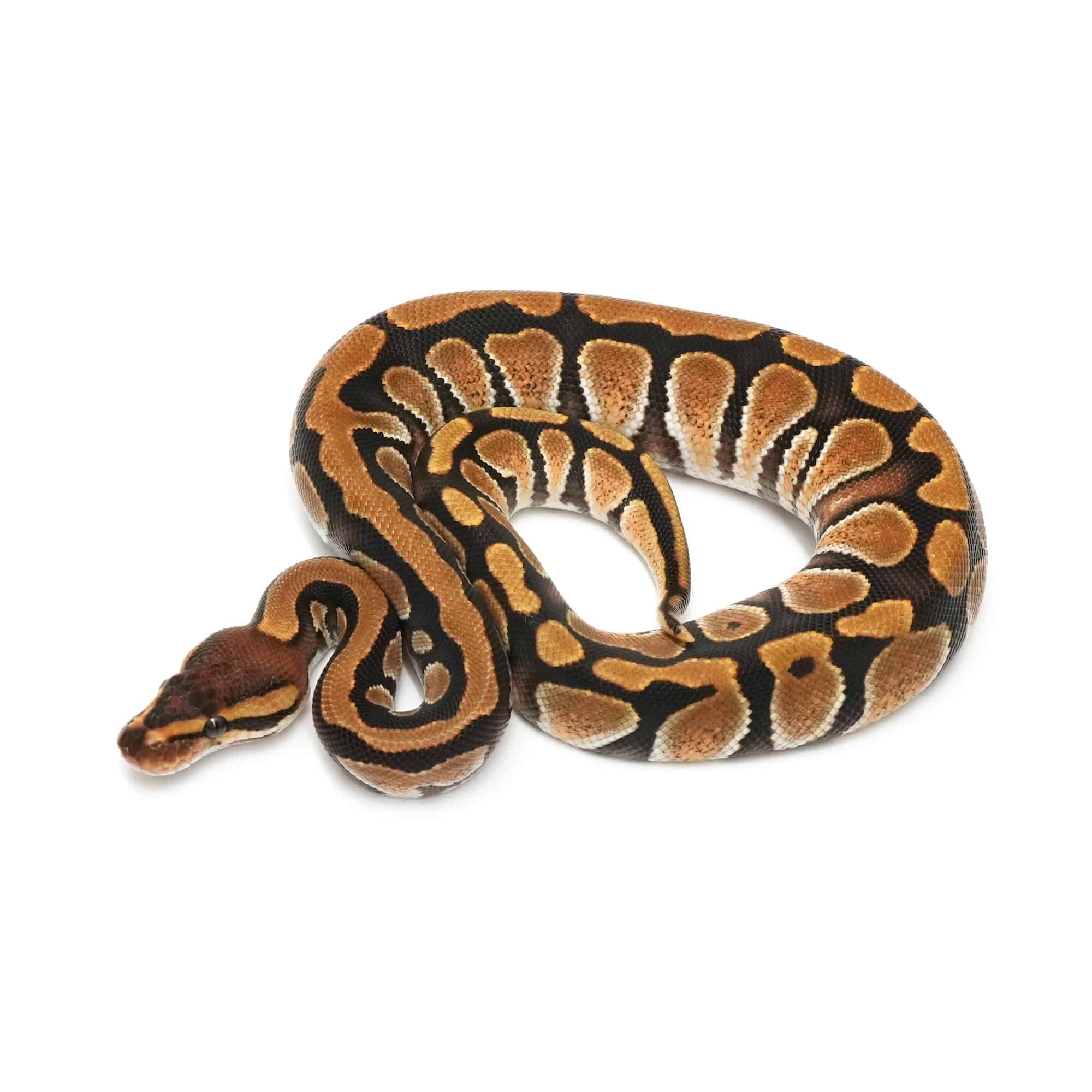 取り寄せリスト - ボールパイソン - USSI_OSAKA