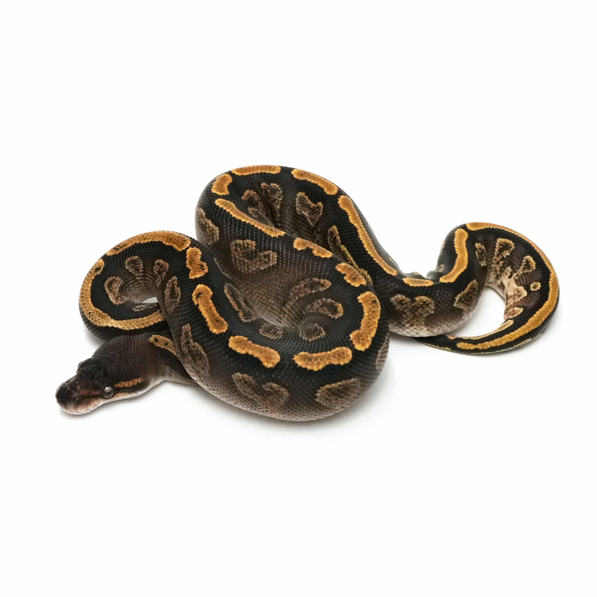 ブラックパールズ 2体 ハーレー用パーツ カスタムパーツの通信販売 ネオファクトリー