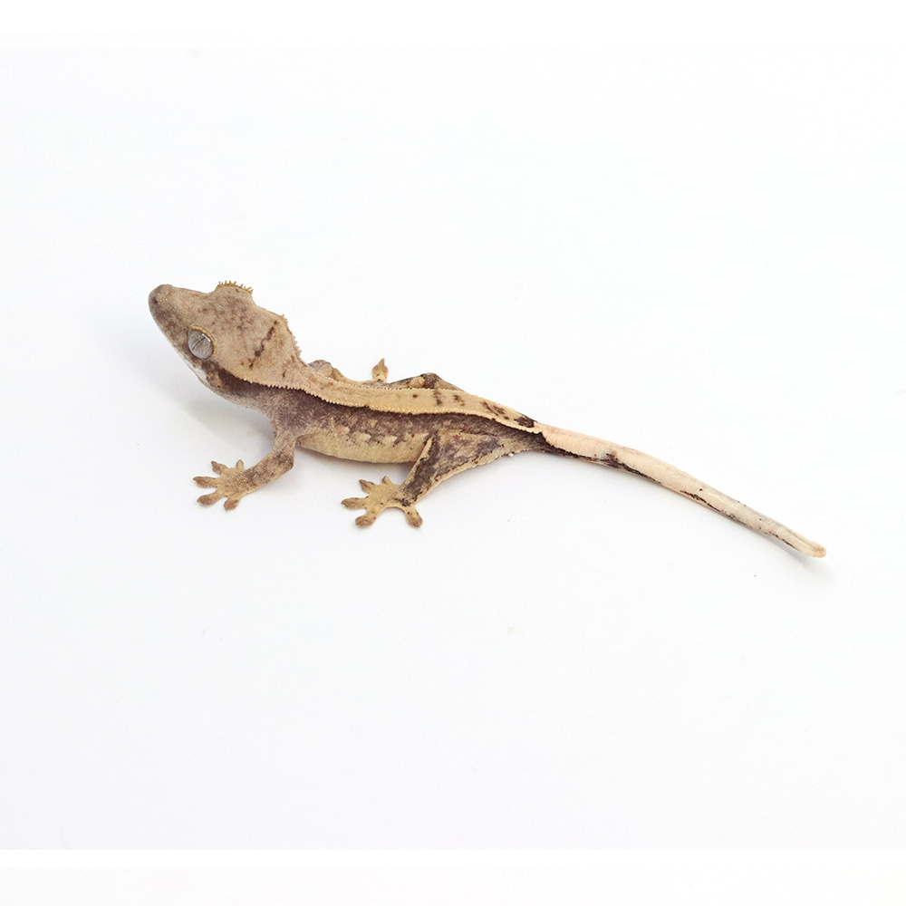 取り寄せリスト - chocho - USSI_OSAKA