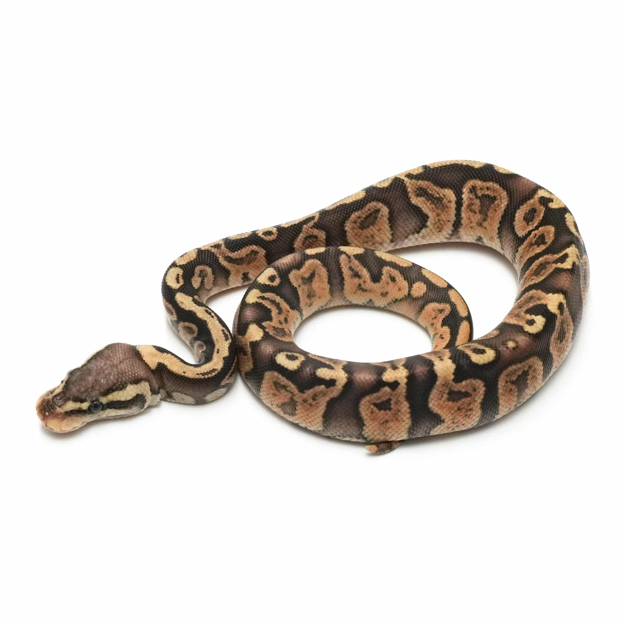 取り寄せリスト - FABULOUS - USSI_OSAKA