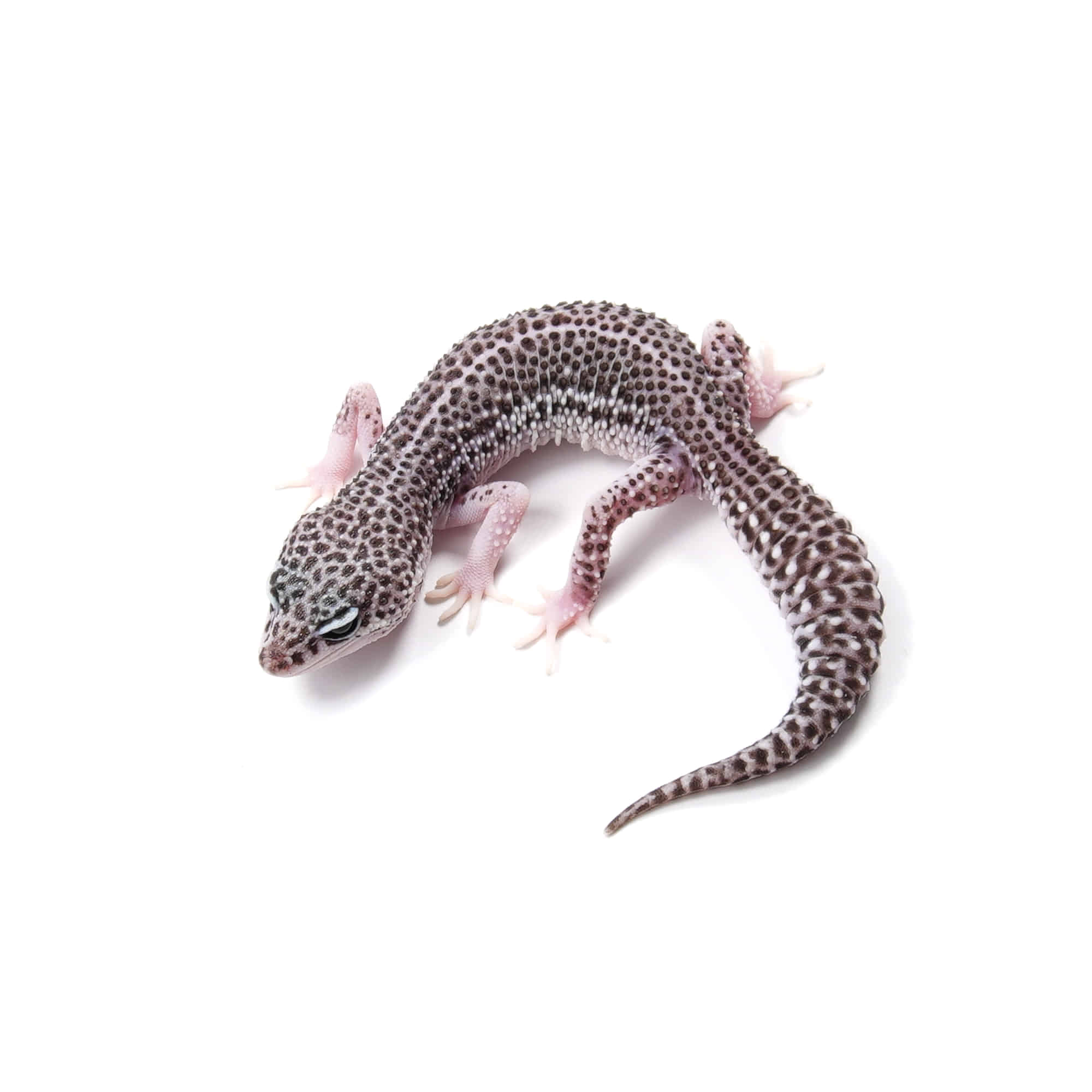 取り寄せリスト - スノー系 - USSI_OSAKA