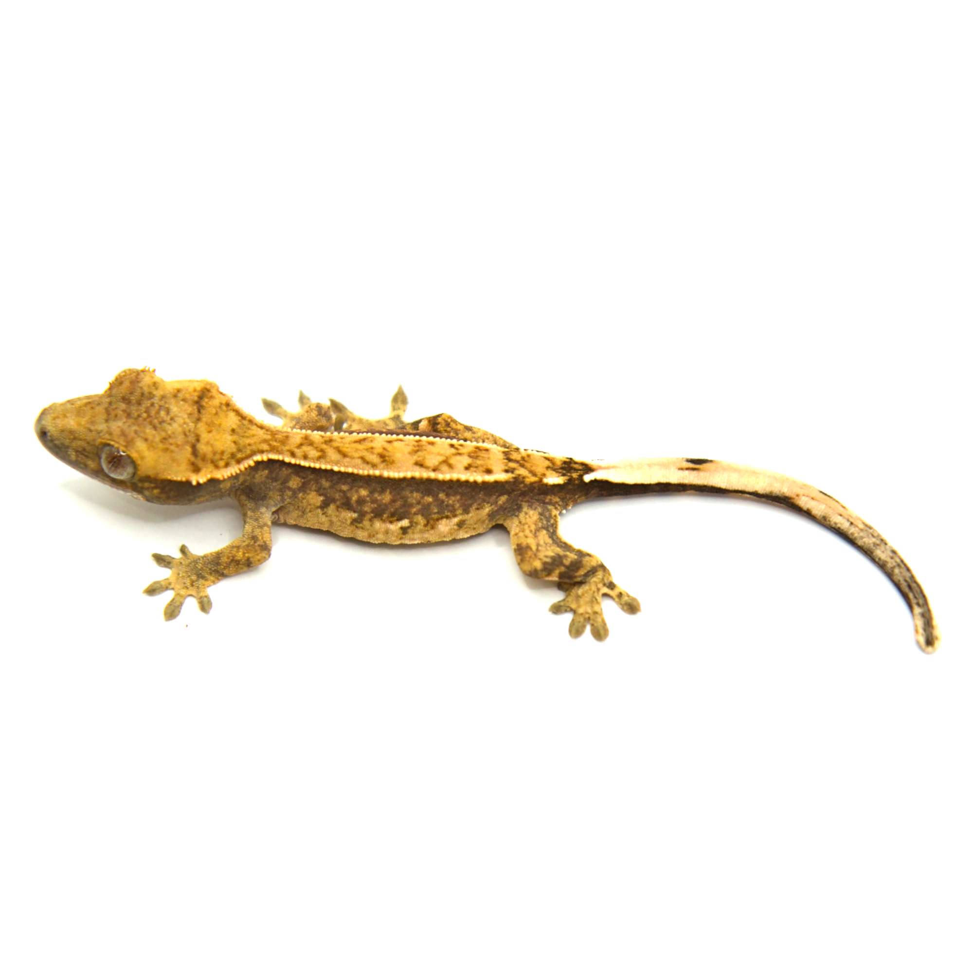 ゴンザレス　ウィッグご確認ページ Amazon | LIXIL(リクシル) TOEX キャッチセット(メトロ セルグポスト