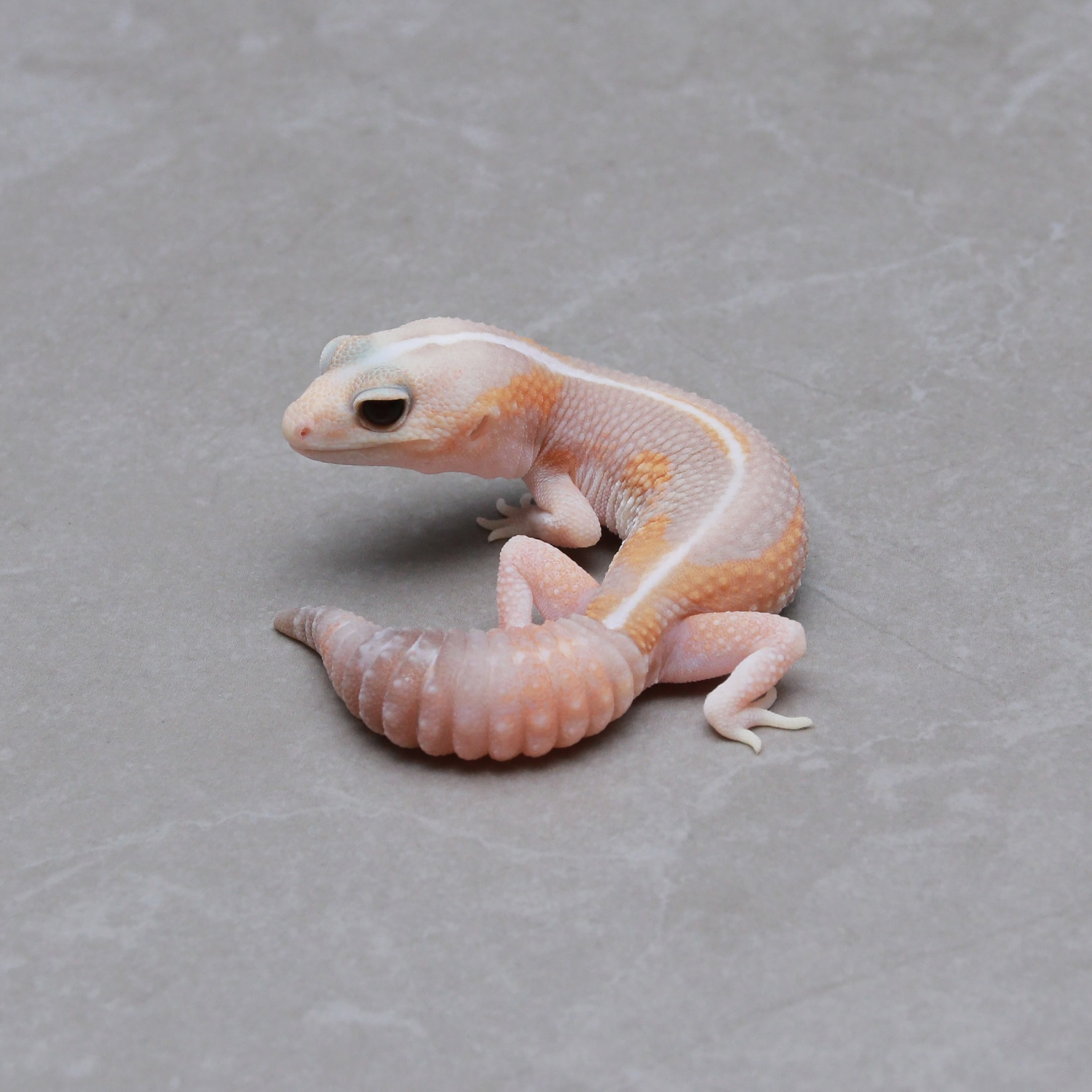 希少 USA製 Ditz Designs スタンディングラビット 希少 USA製 Ditz