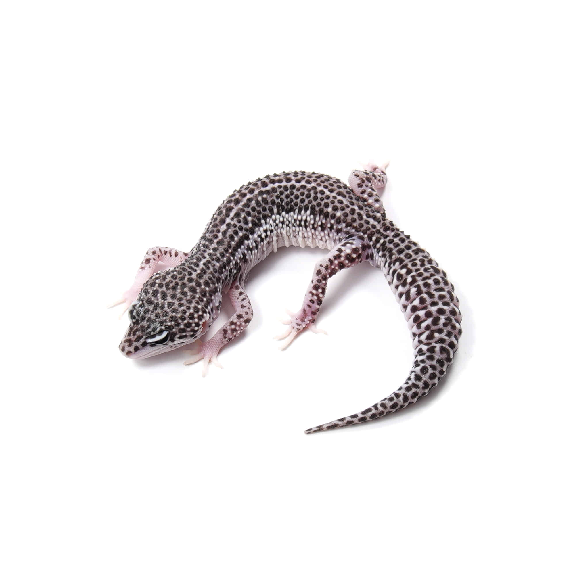 取り寄せリスト - スノー系 - USSI_OSAKA