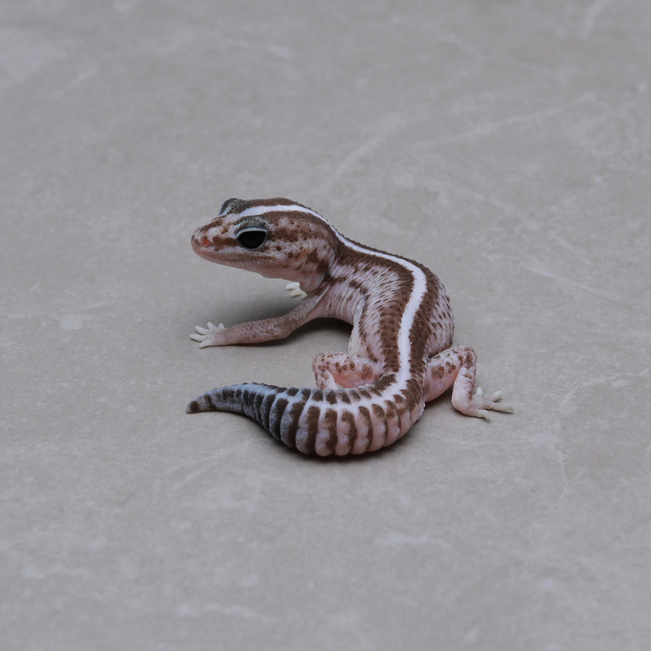 取り寄せリスト - ダブル - USSI_OSAKA