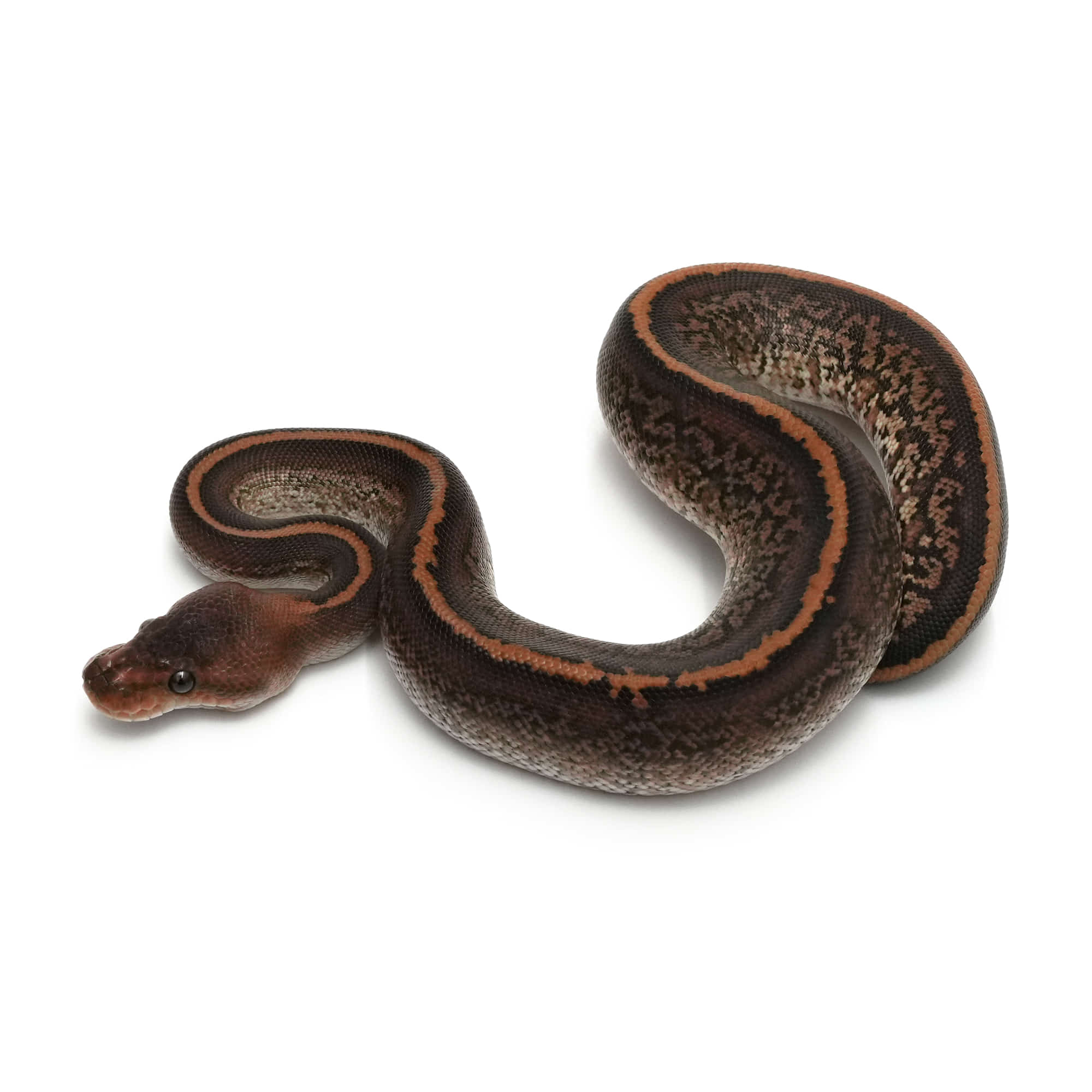 取り寄せリスト - FABULOUS - USSI_OSAKA