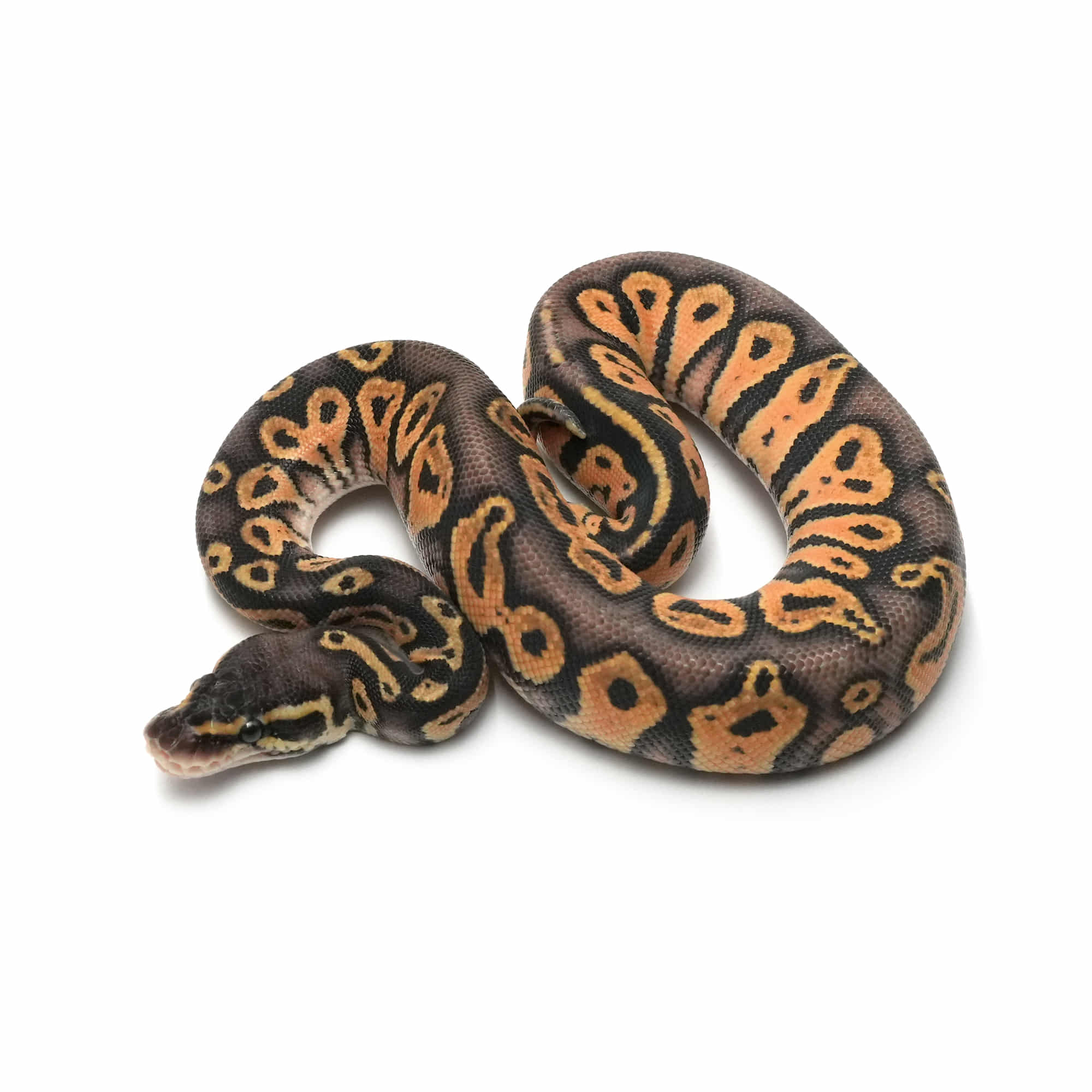 洋書　Designer-Morphs ボールパイソンとボアコンストリクター 動植物関連書籍 ＞ 爬虫類 ＞ ヘビ ＞ ボア・パイソン ＞ ボール