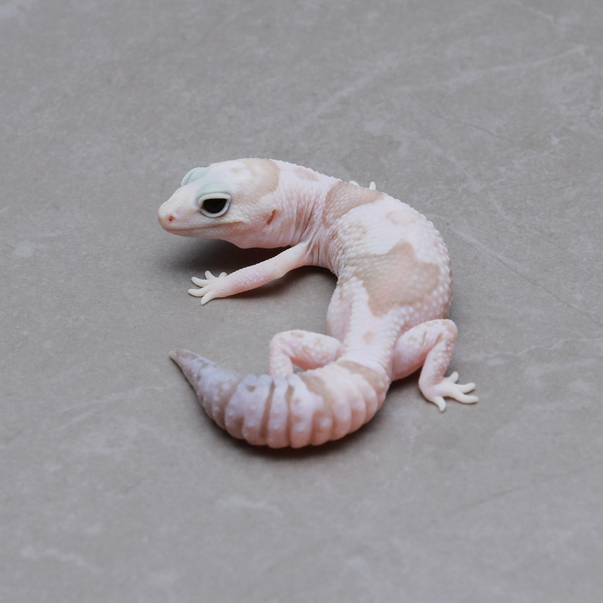 取り寄せリスト - ダブル - USSI_OSAKA