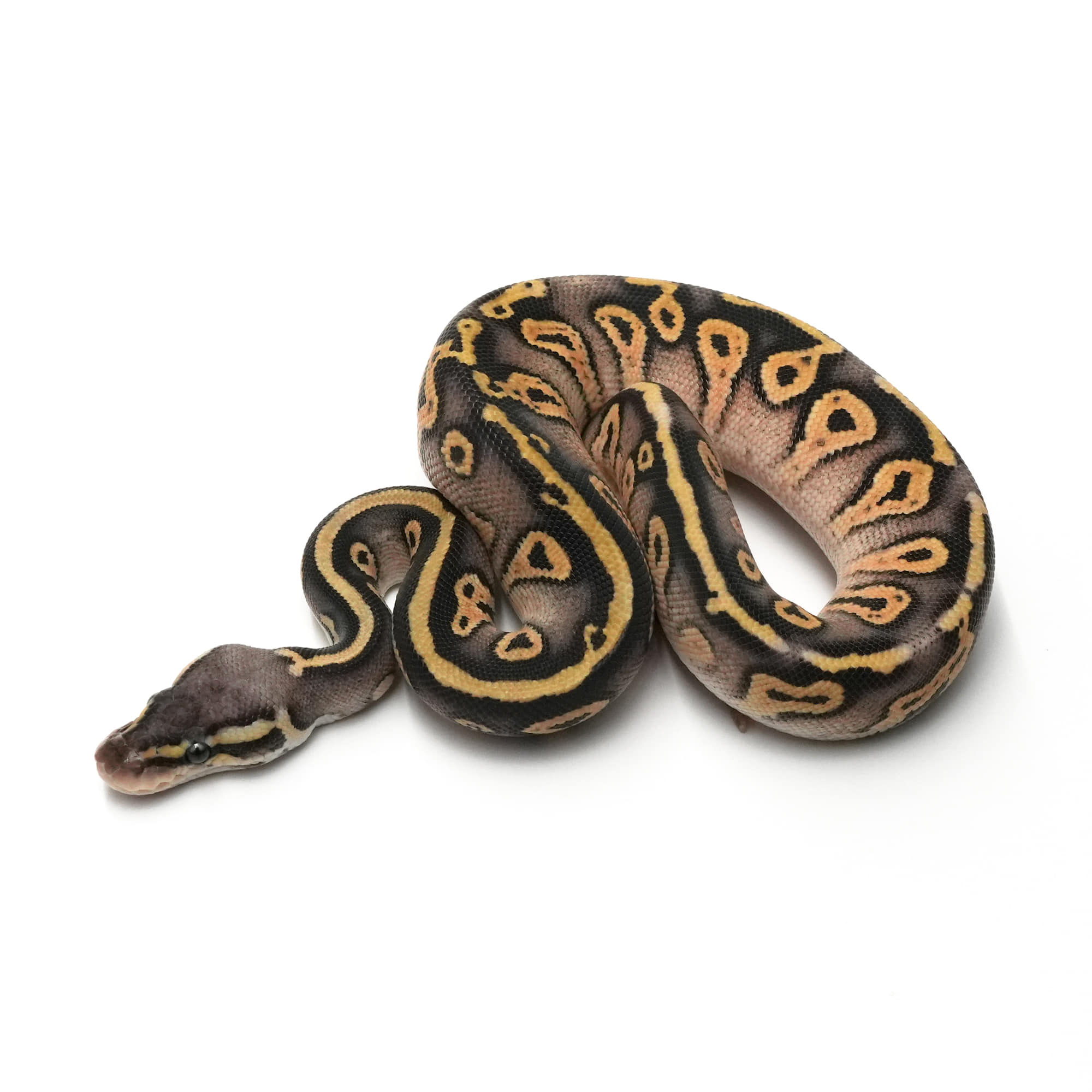 取り寄せリスト - FABULOUS - USSI_OSAKA