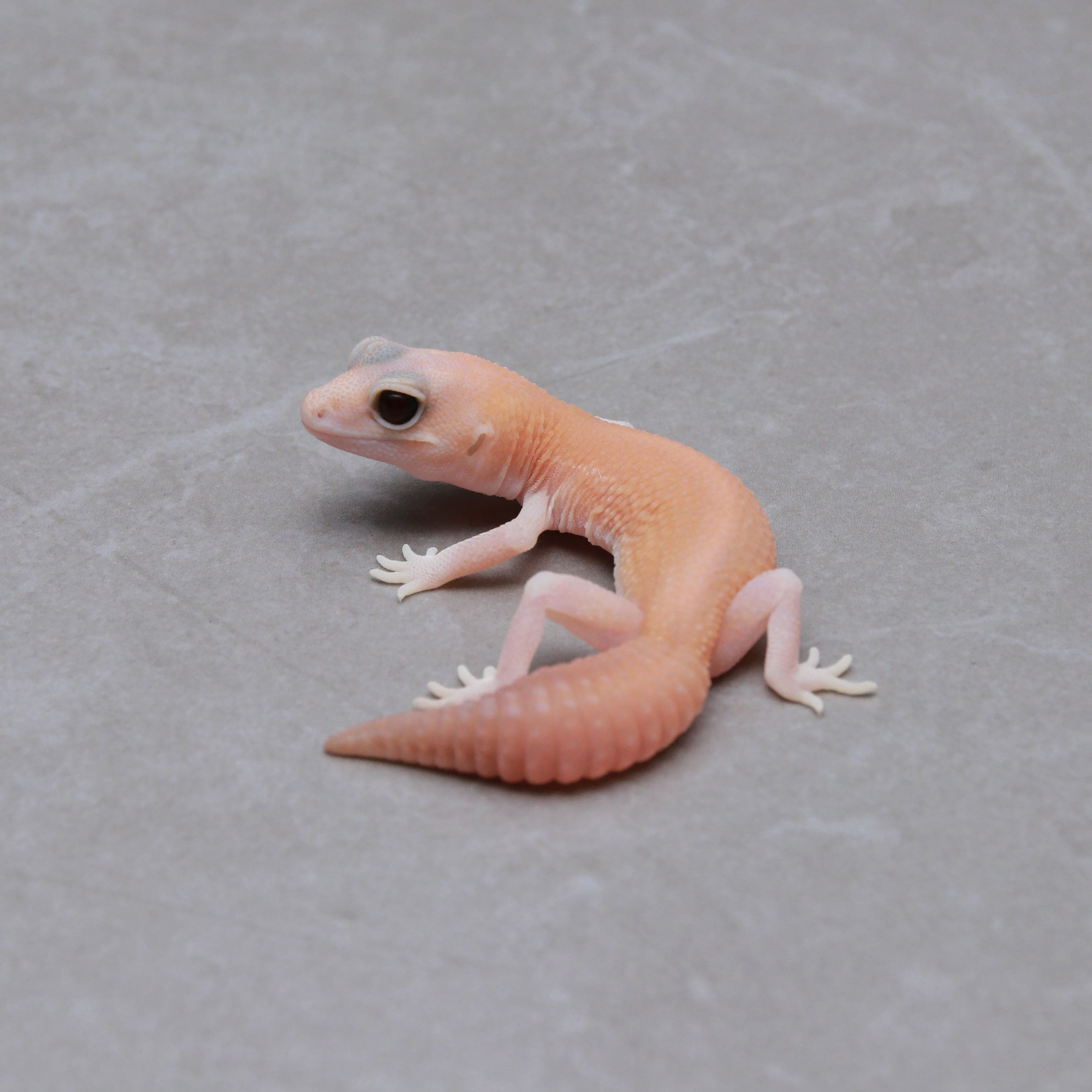 取り寄せリスト - ダブル - USSI_OSAKA