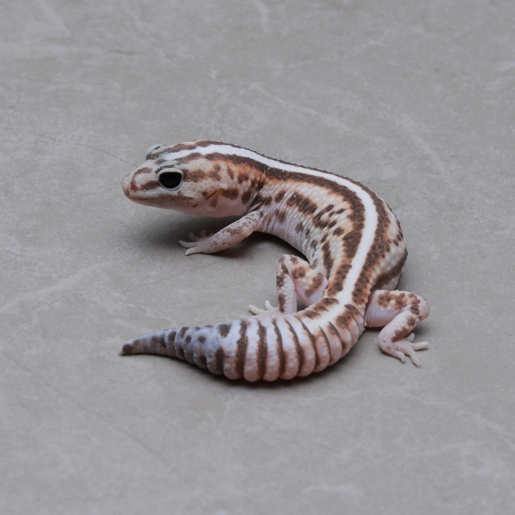 シクレバラ売りのみ⭕️ 取り寄せリスト - ダブル - USSI_OSAKA