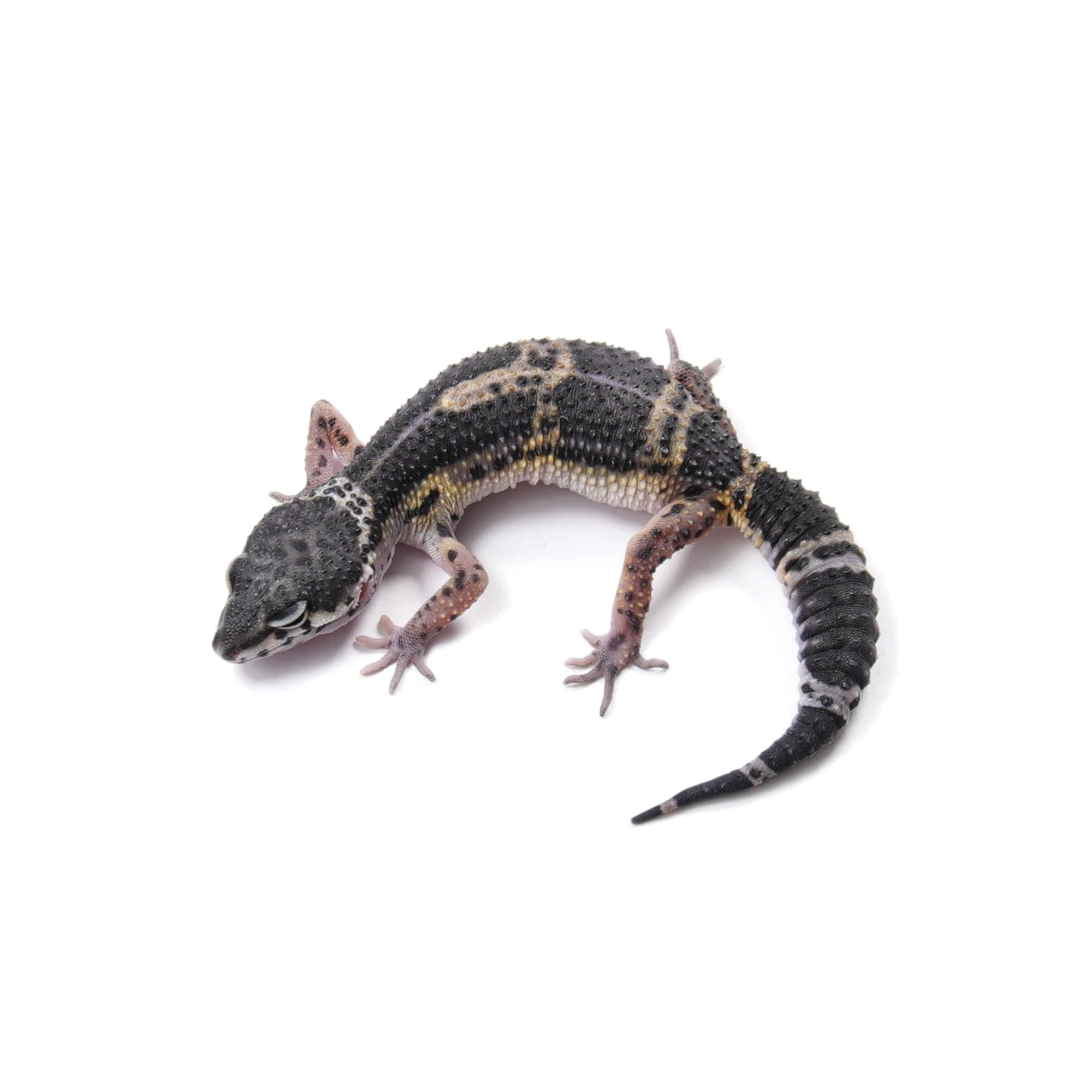 取り寄せリスト - ヒョウモントカゲモドキ - USSI_OSAKA