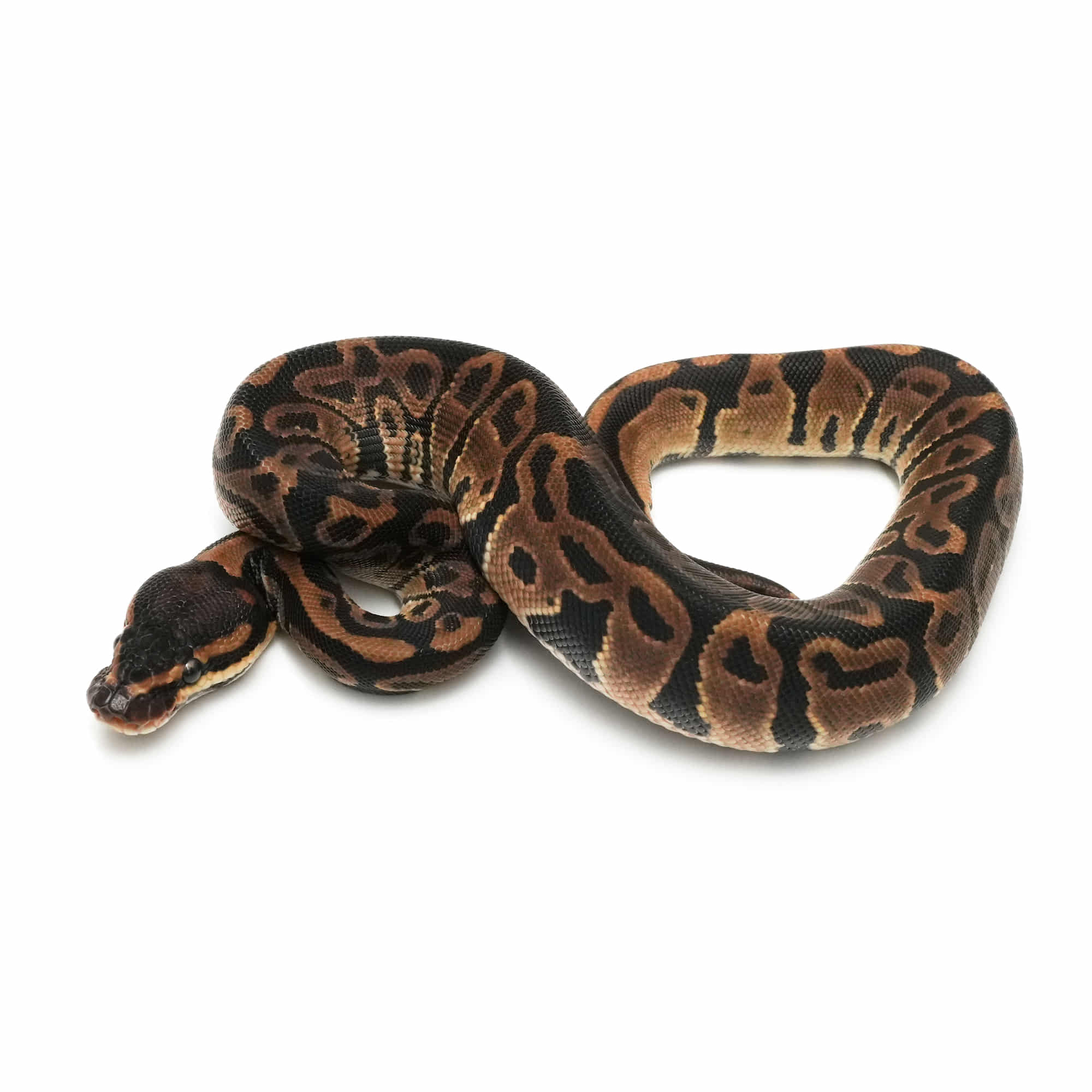 取り寄せリスト - FABULOUS - USSI_OSAKA