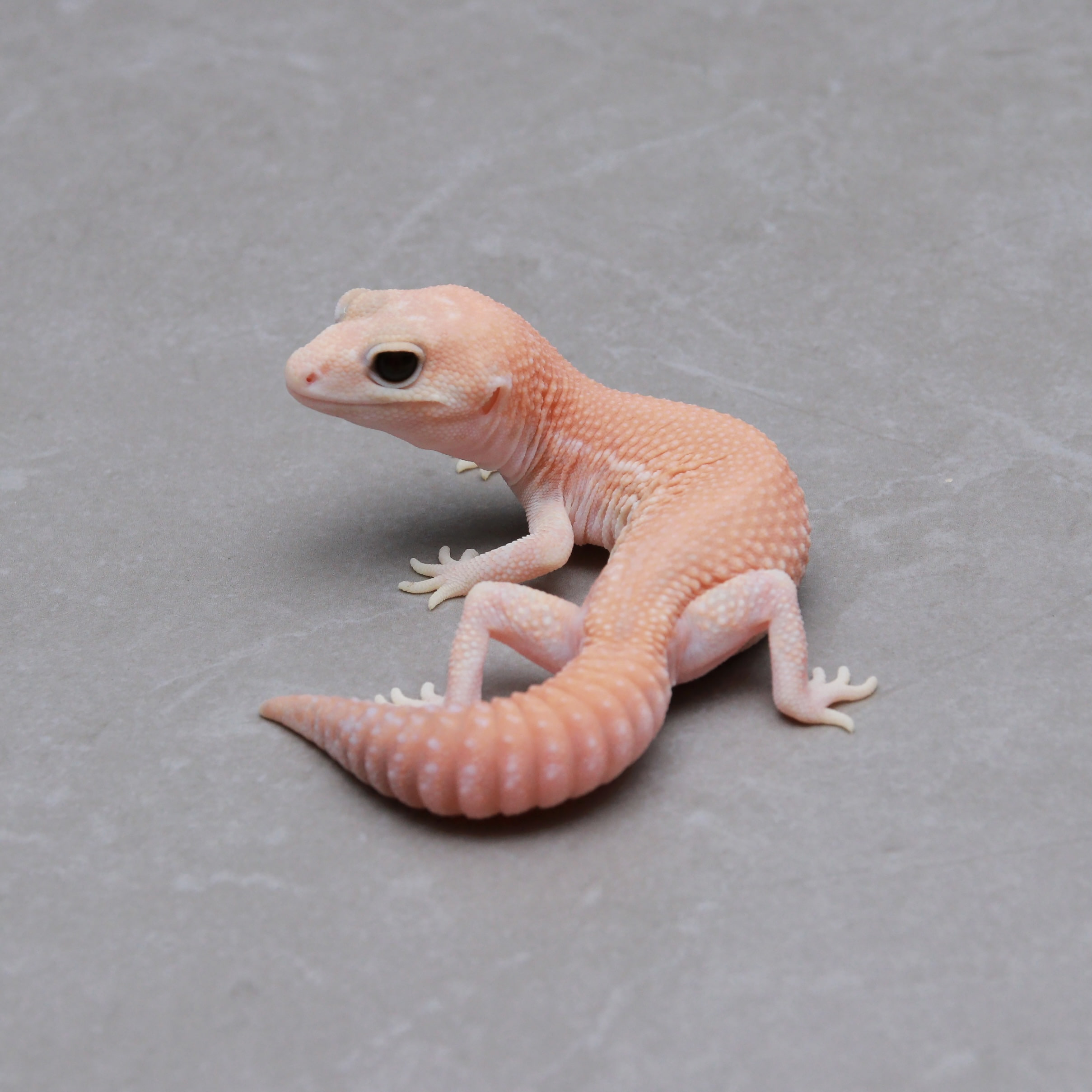 取り寄せリスト - ダブル - USSI_OSAKA