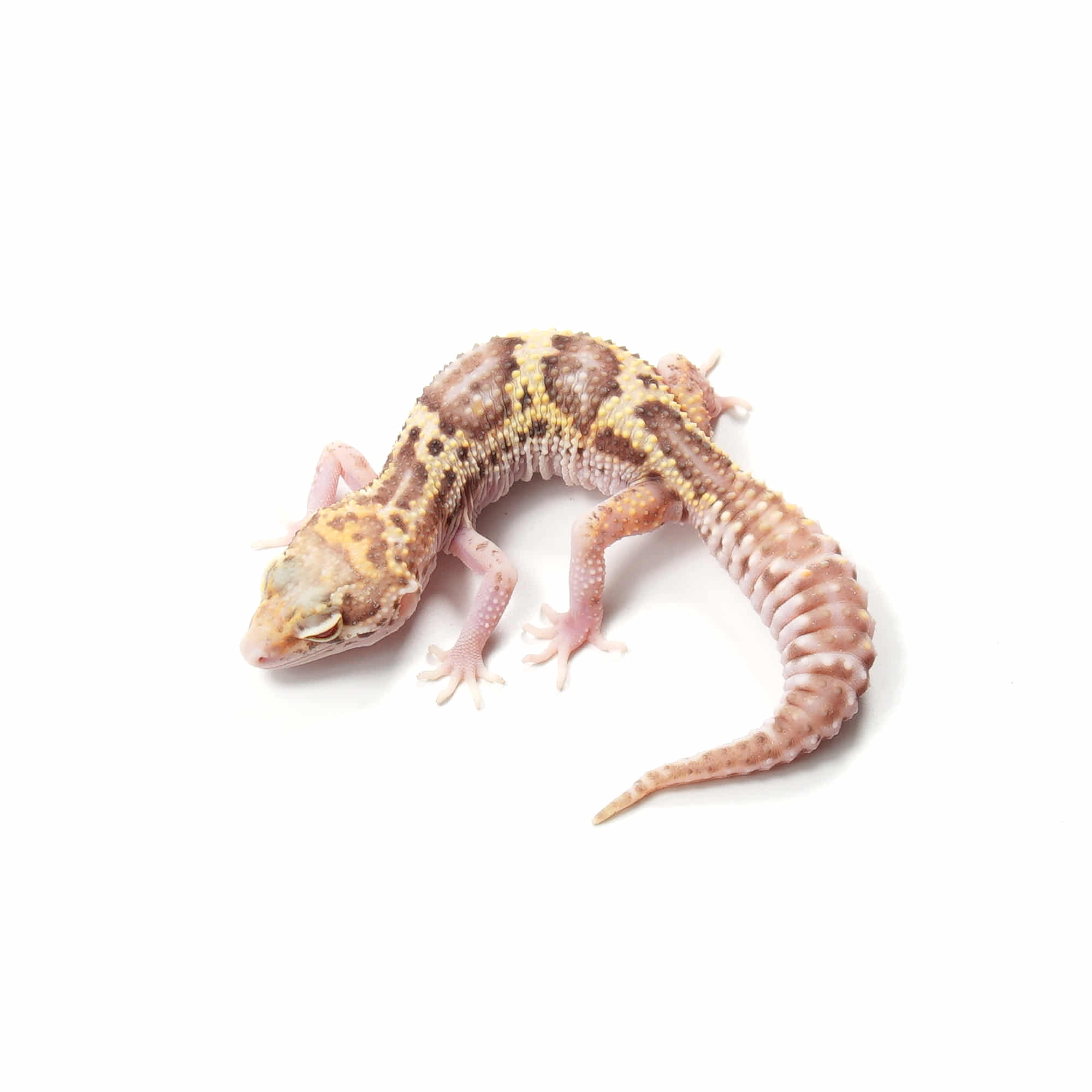 取り寄せリスト - スノー系 - USSI_OSAKA