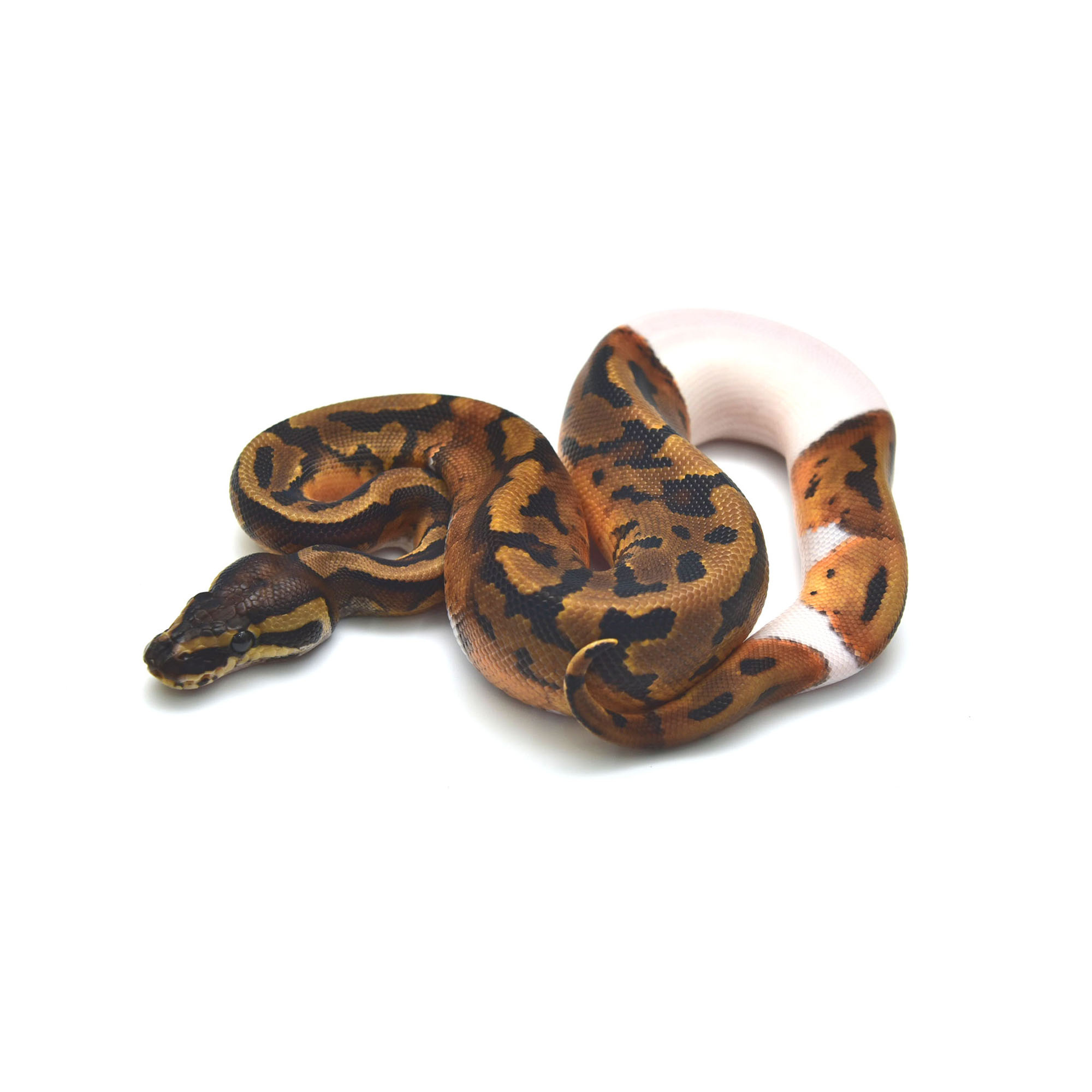 取り寄せリスト - FABULOUS - USSI_OSAKA