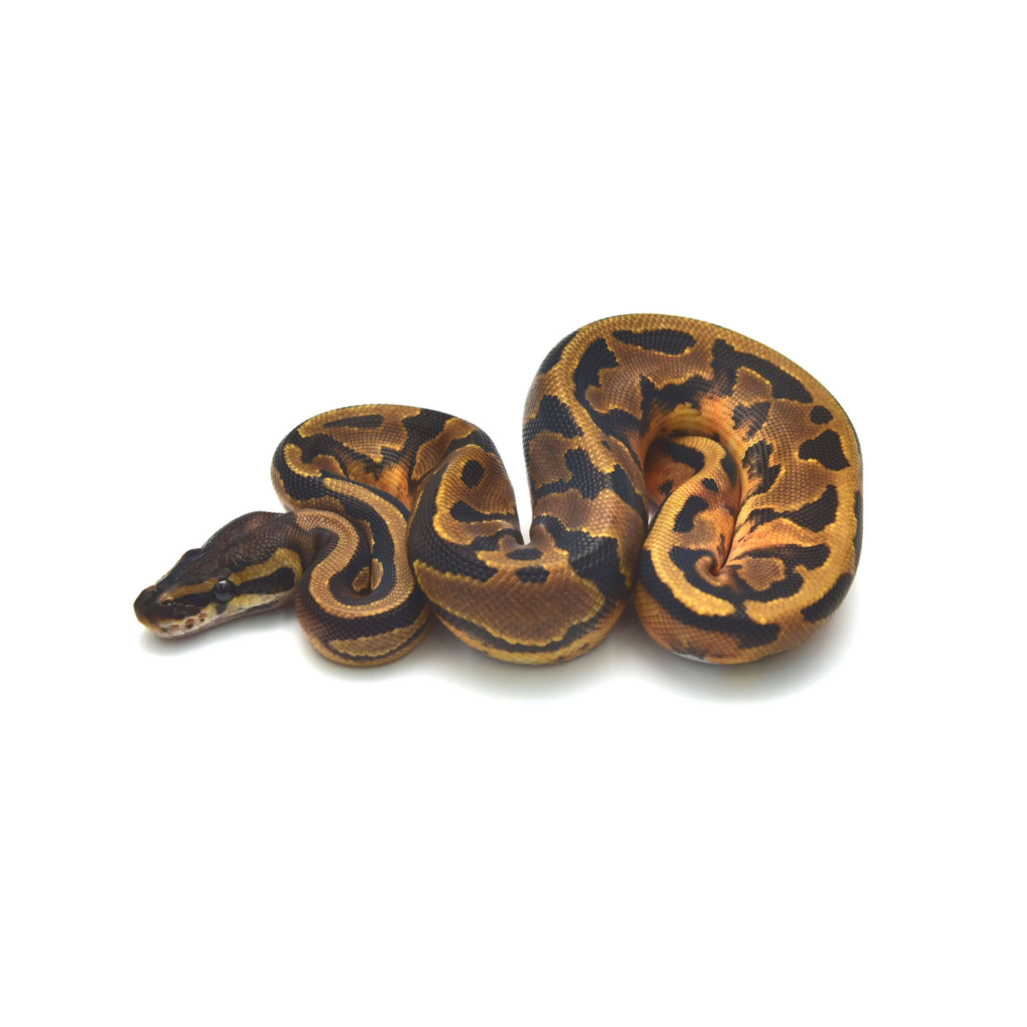 パーフェクトボールパイソン 取り寄せリスト - FABULOUS - USSI_OSAKA