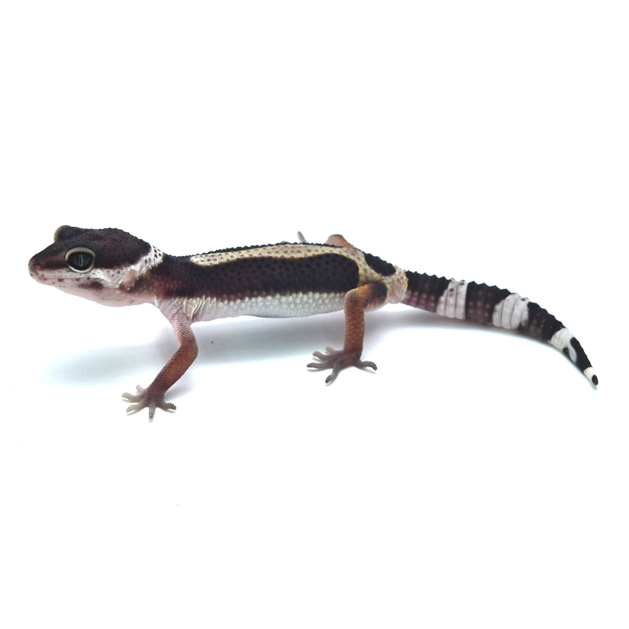 エクアドル産 ラティペニステナガスジコガネ 38mm ゼニス