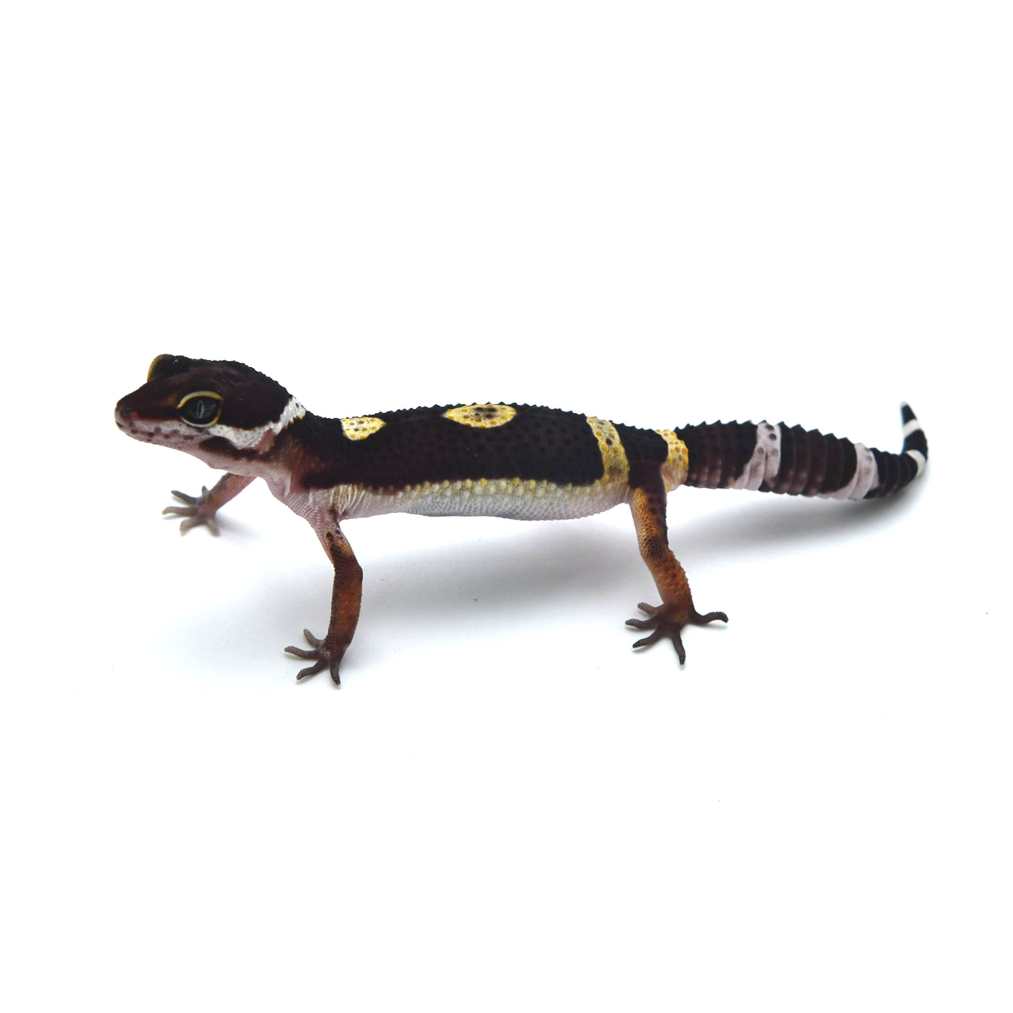 取り寄せリスト - ヒョウモントカゲモドキ - USSI_OSAKA