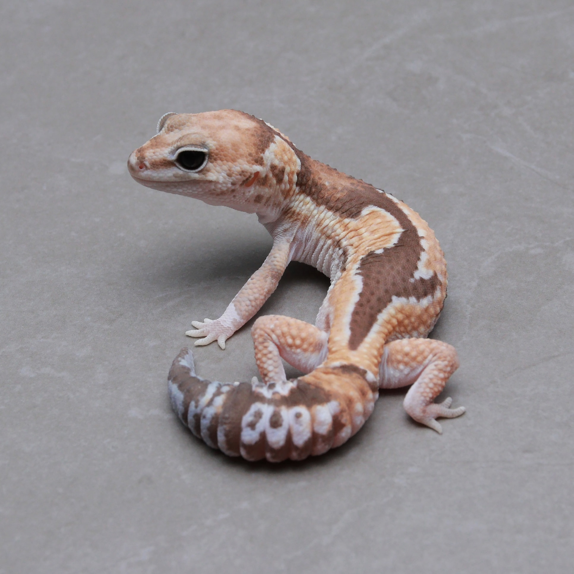 取り寄せリスト - シングル - USSI_OSAKA