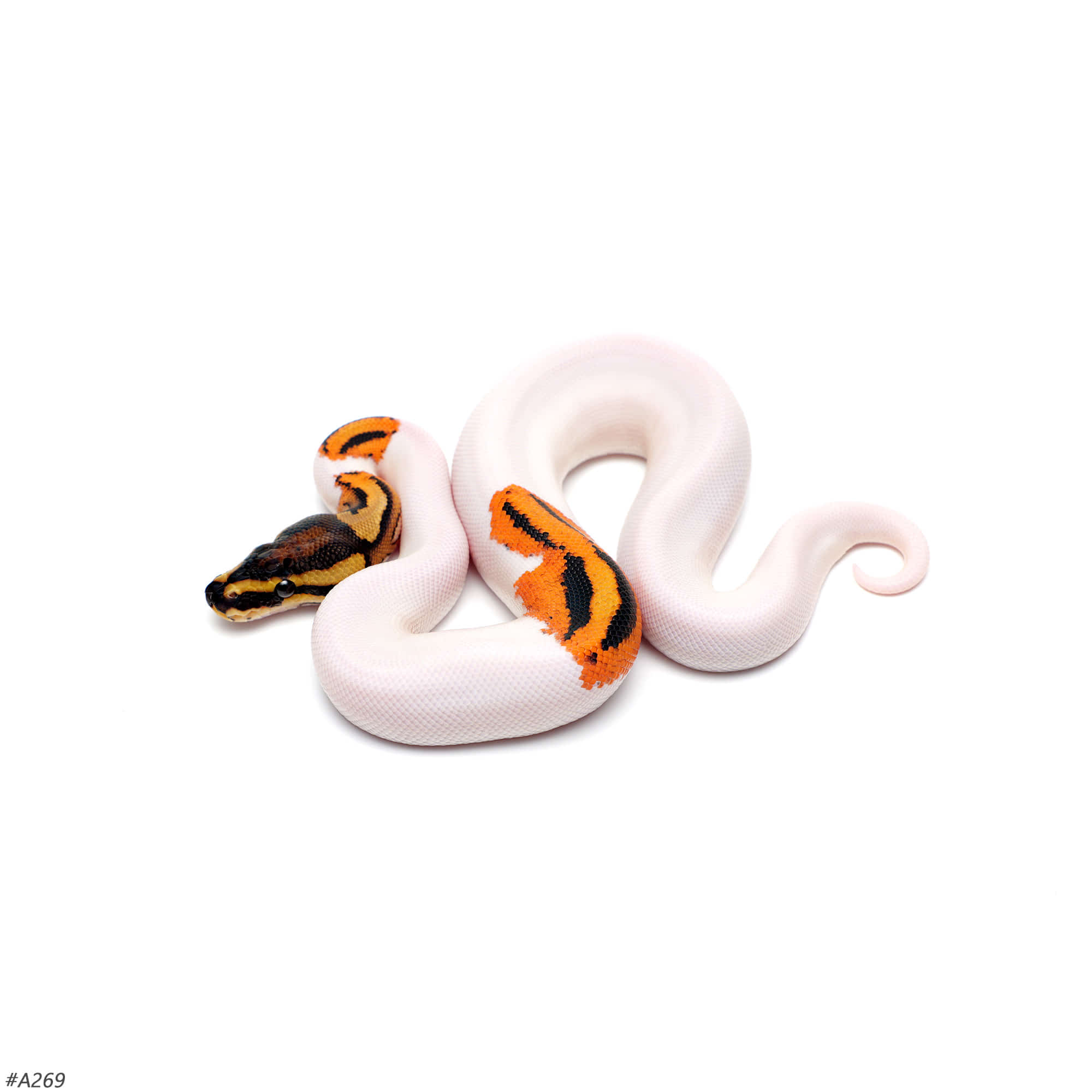 取り寄せリスト - ボールパイソン - USSI_OSAKA