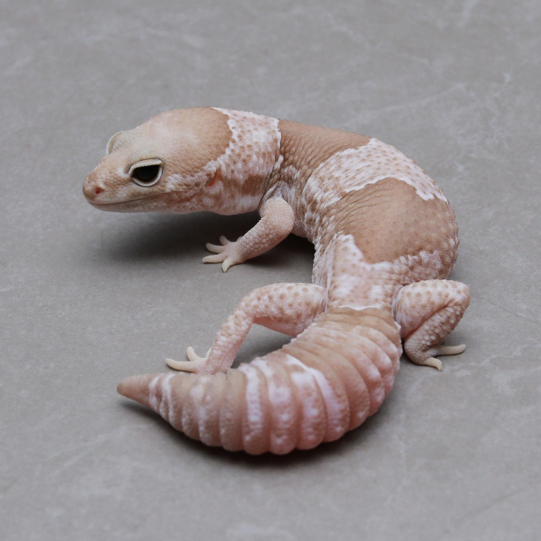 取り寄せリスト - ダブル - USSI_OSAKA