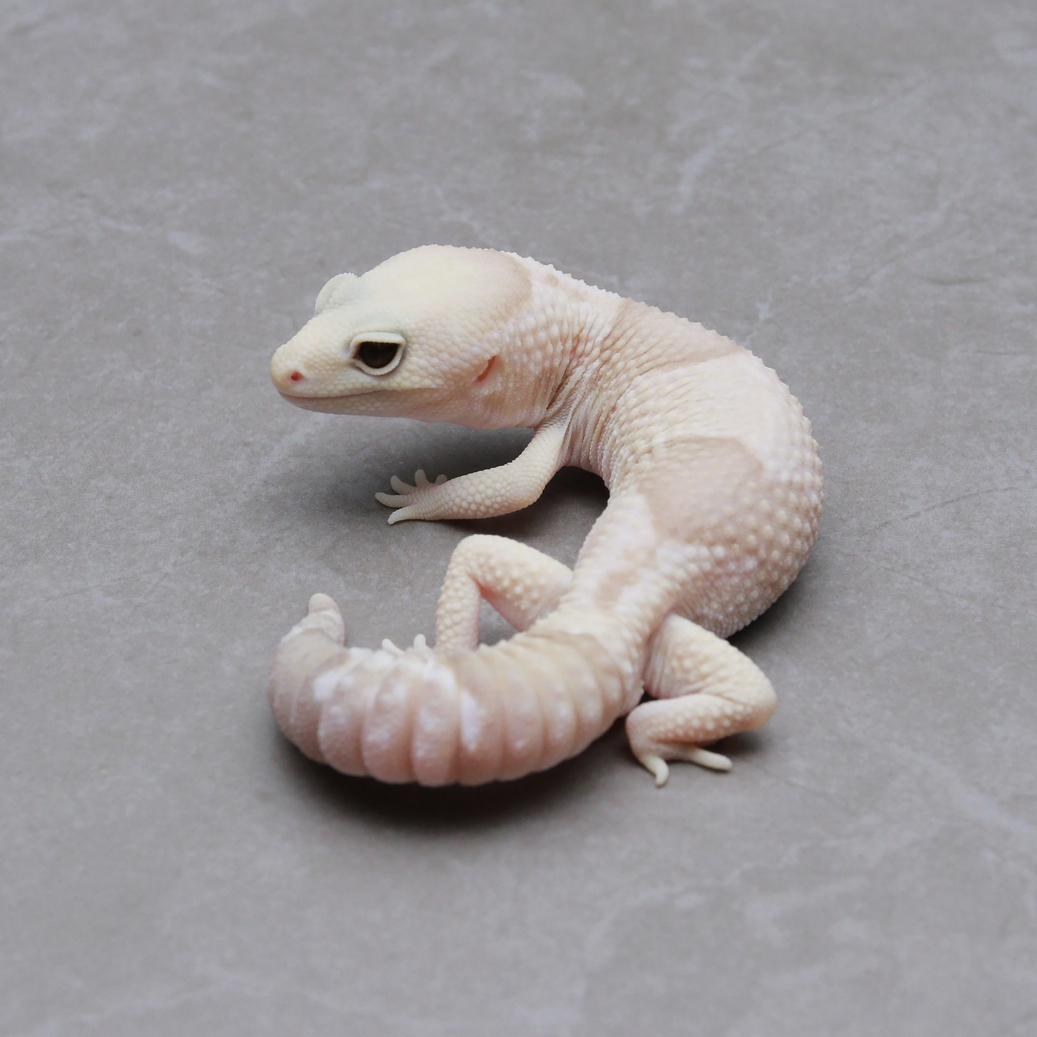 取り寄せリスト - ダブル - USSI_OSAKA