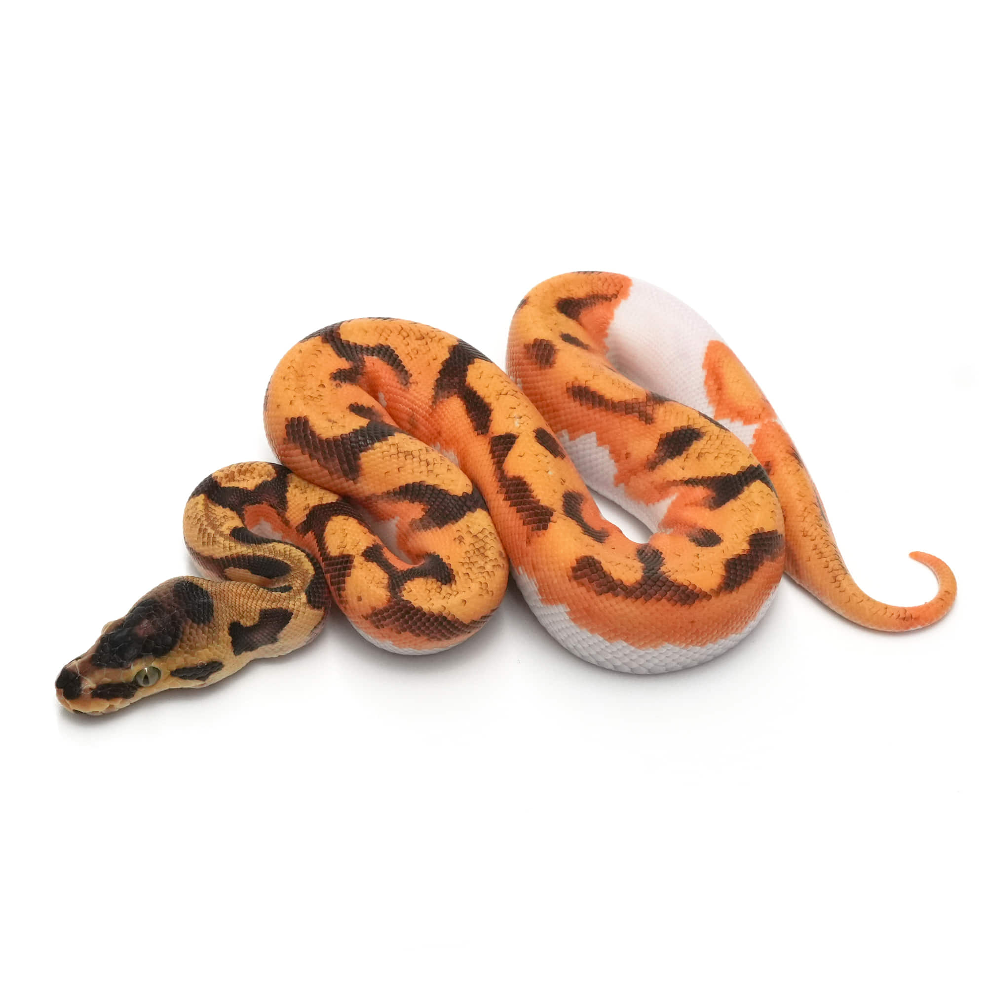 パーフェクトボールパイソン 取り寄せリスト - ボールパイソン - USSI_OSAKA