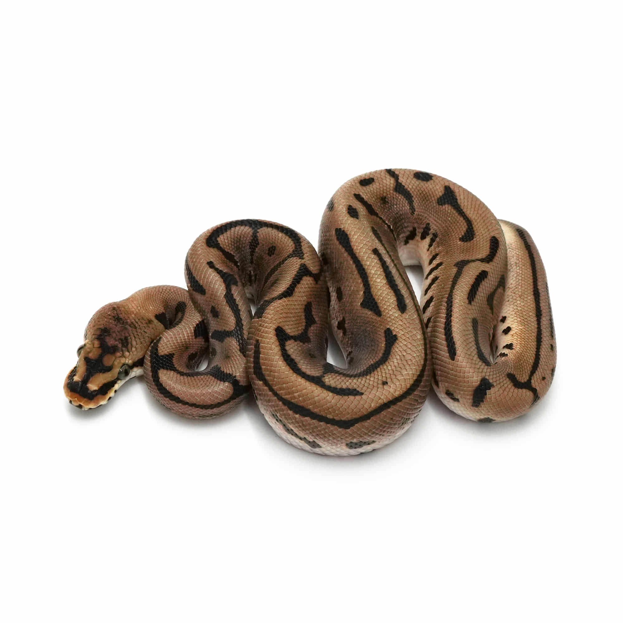 取り寄せリスト - ボールパイソン - USSI_OSAKA