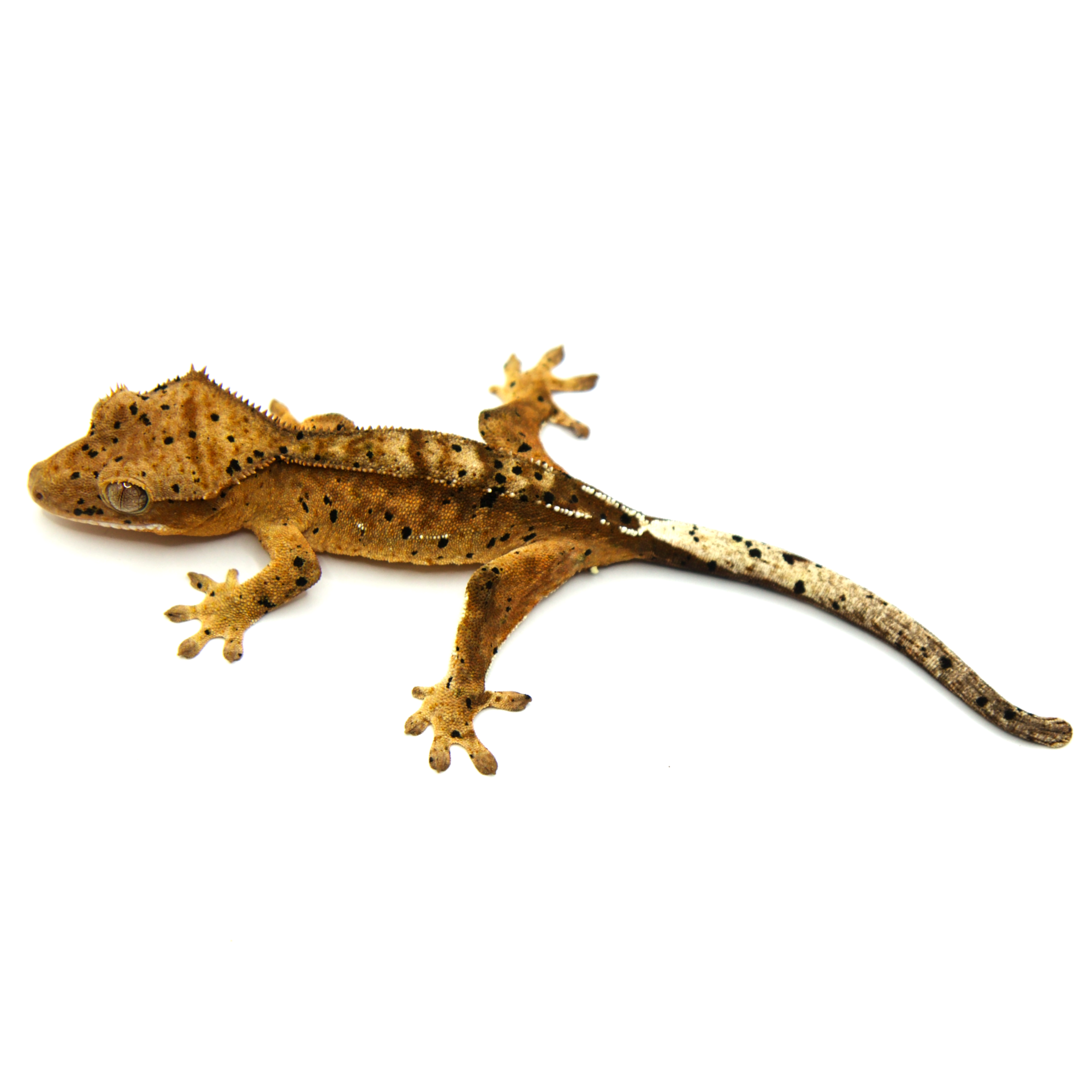 取り寄せリスト - クレステッドゲッコー - USSI_OSAKA