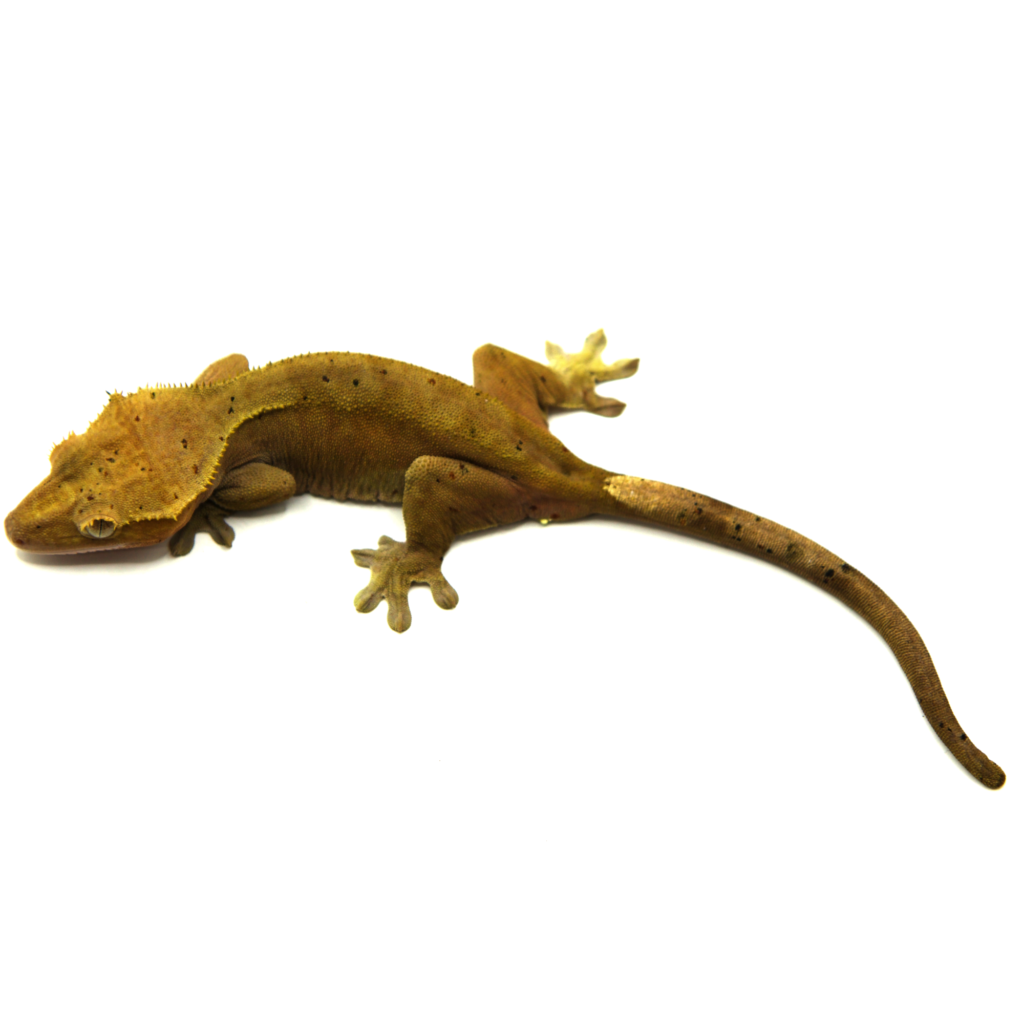 クレステッドゲッコー 取り寄せリスト - クレステッドゲッコー - USSI_OSAKA