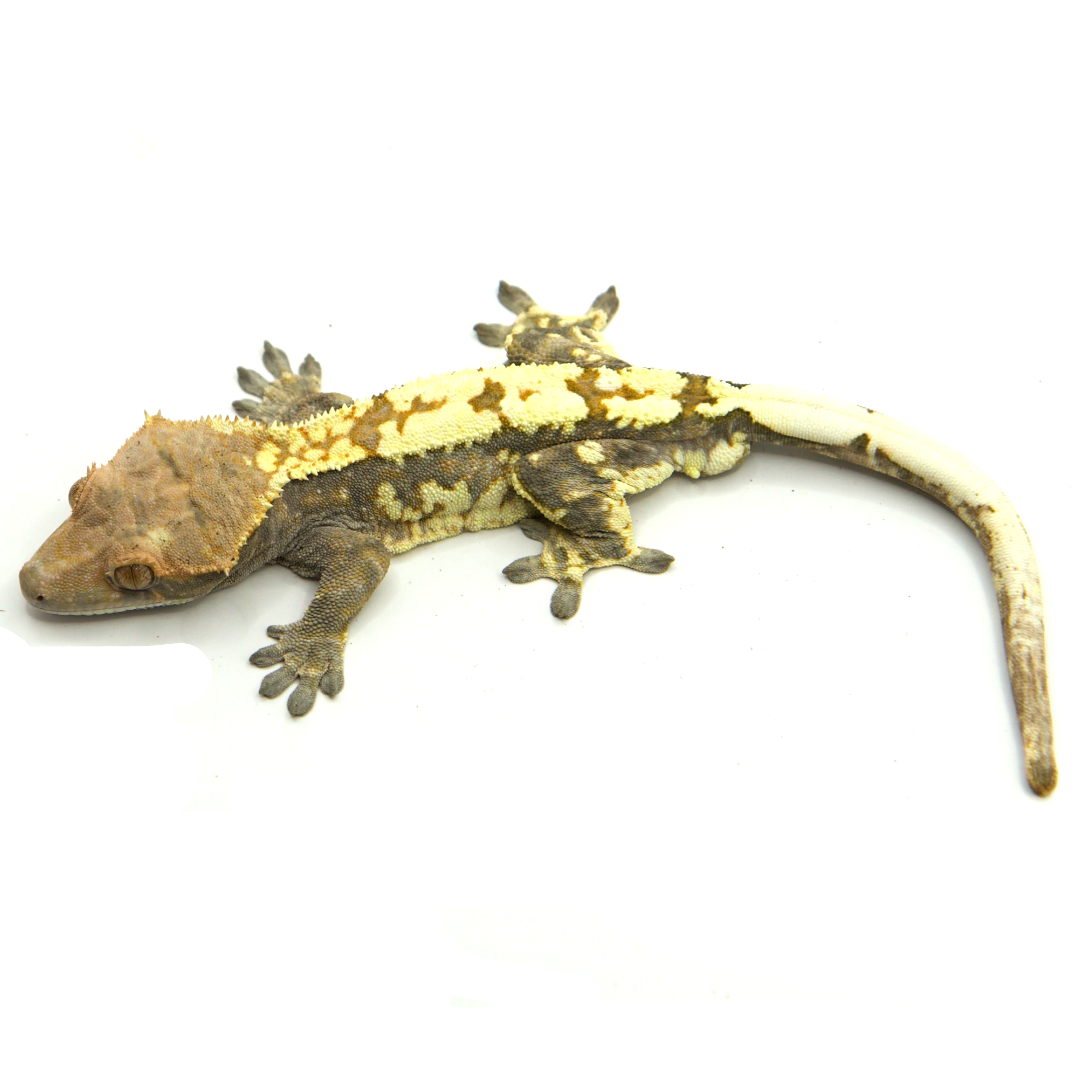 取り寄せリスト - カプチーノ系 - USSI_OSAKA