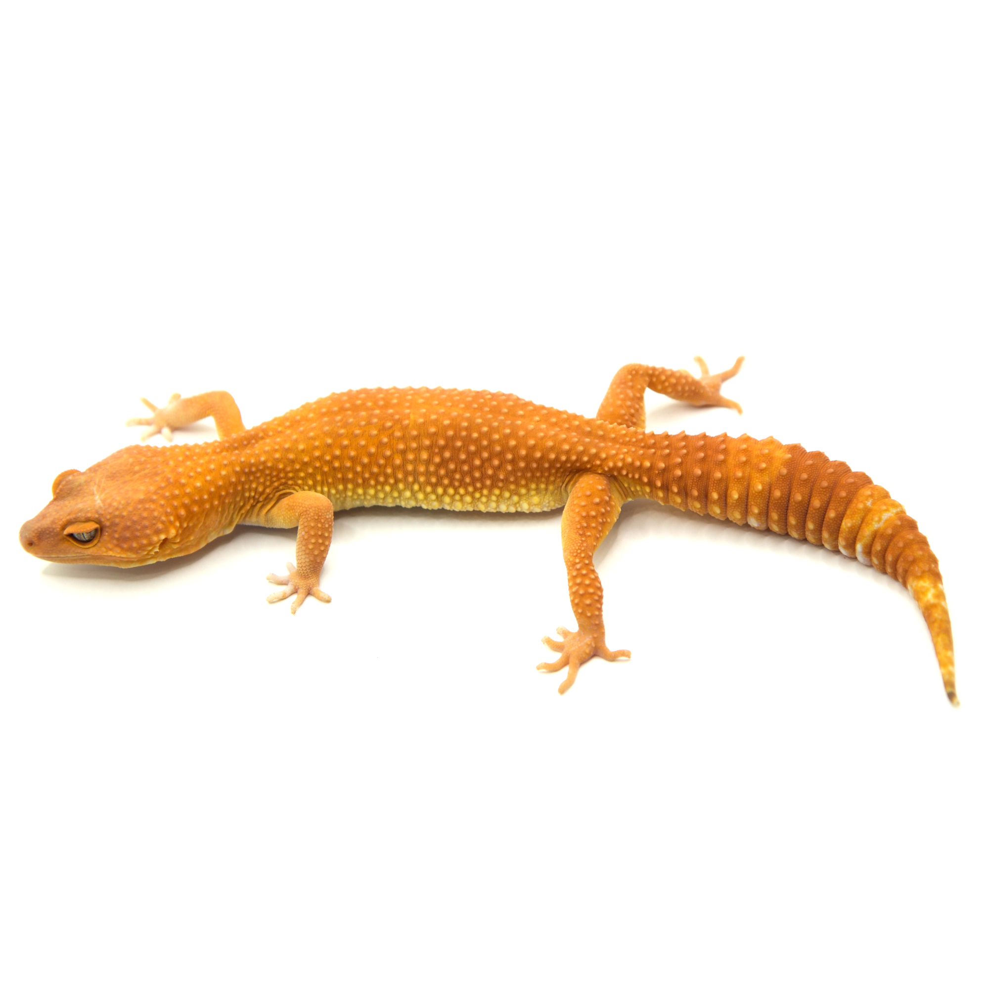 取り寄せリスト - ヒョウモントカゲモドキ - USSI_OSAKA