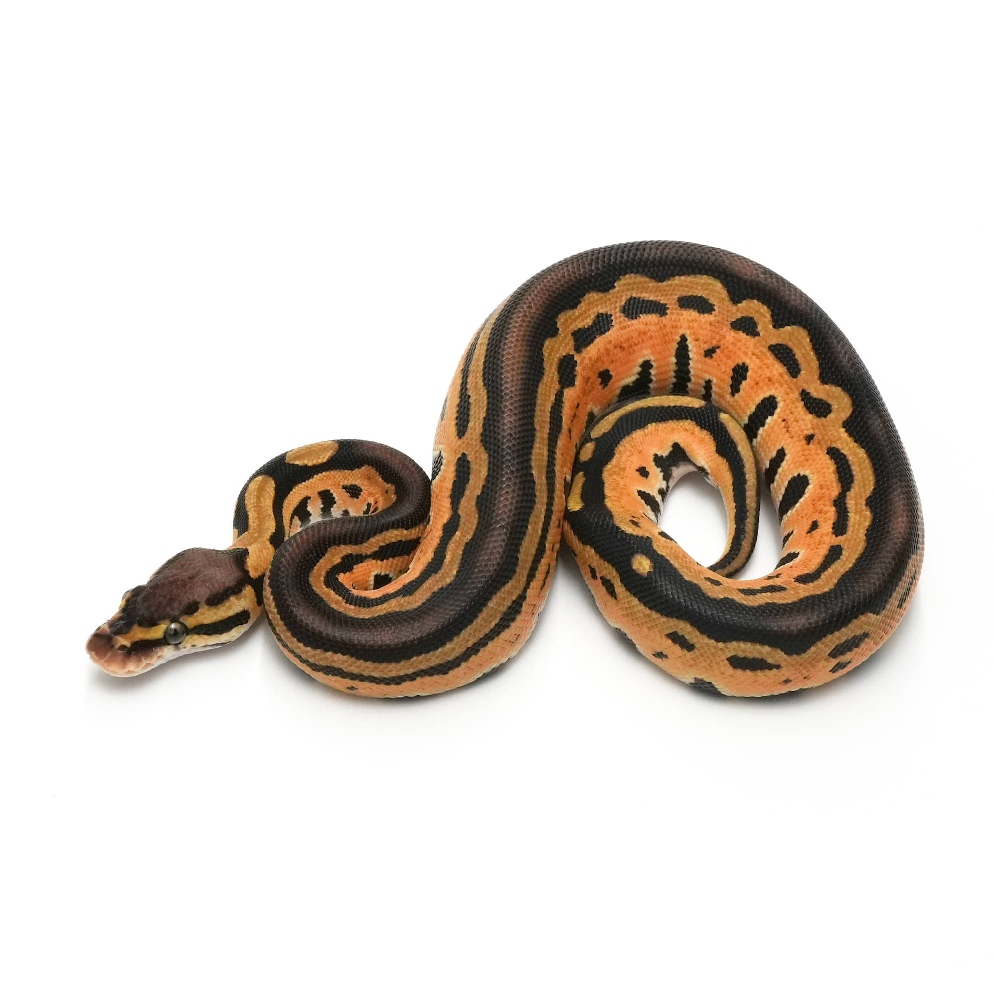 洋書　Designer-Morphs ボールパイソンとボアコンストリクター 洋書 Designer-Morphs ボールパイソンとボアコンストリクター Amazon