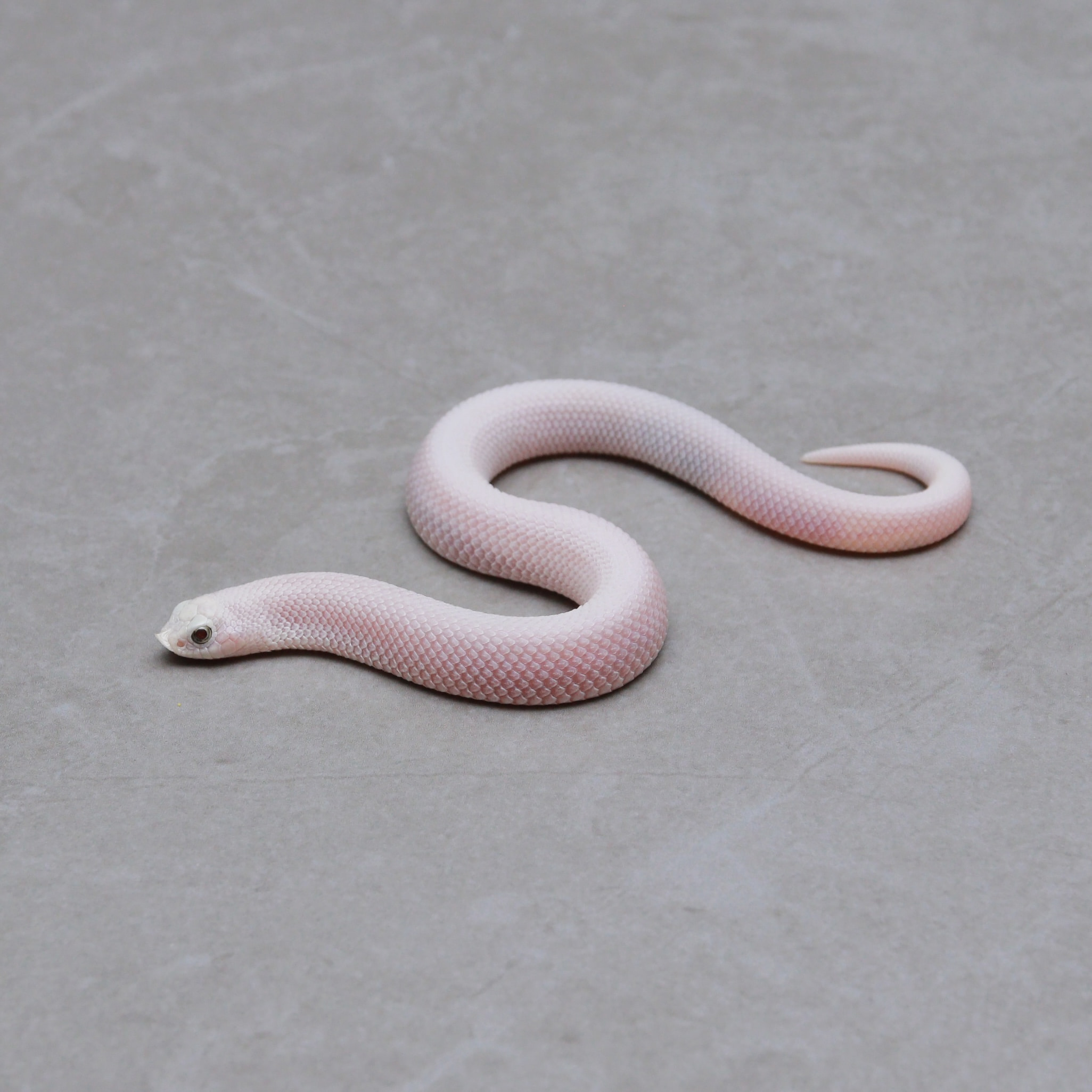 パルナシウス・ハードウィッキー（1オス、インドザンスカール産