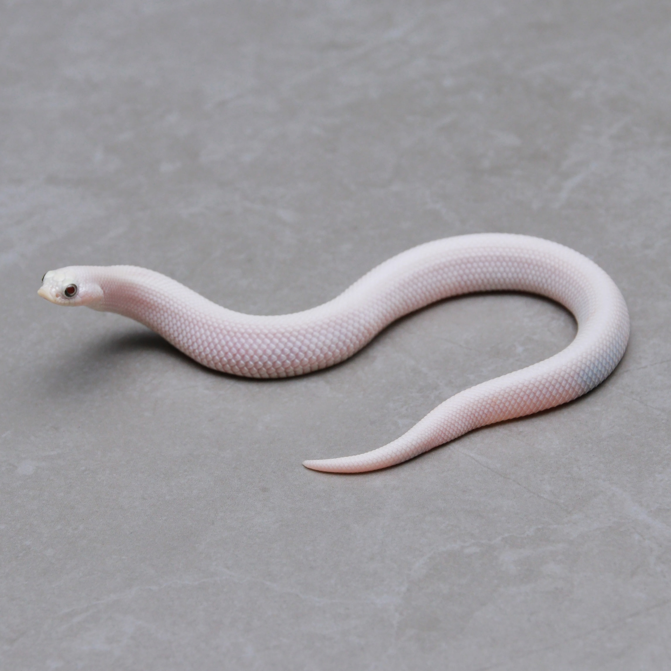 取り寄せリスト - その他爬虫類 - USSI_OSAKA