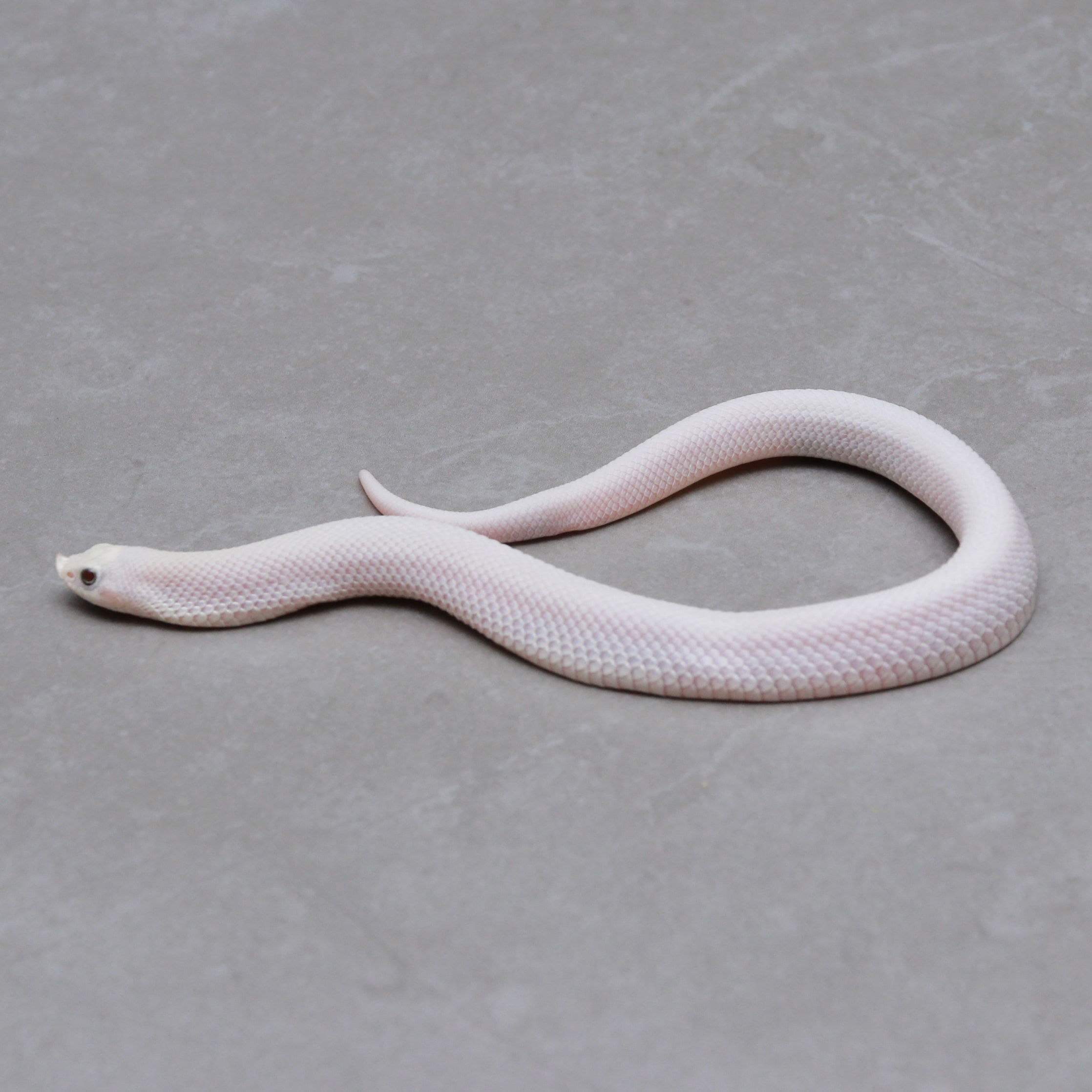 取り寄せリスト - その他爬虫類 - USSI_OSAKA