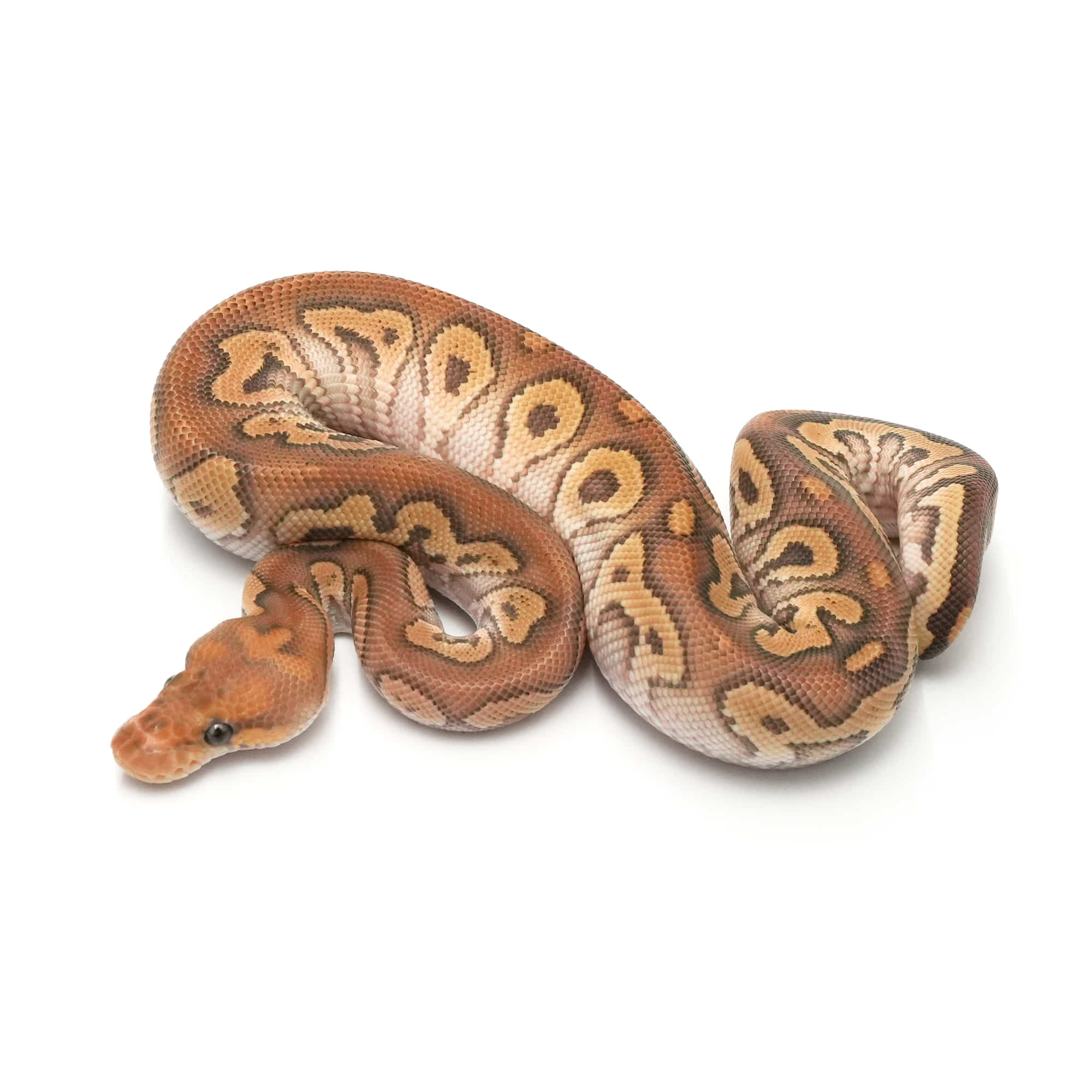 取り寄せリスト - FABULOUS - USSI_OSAKA