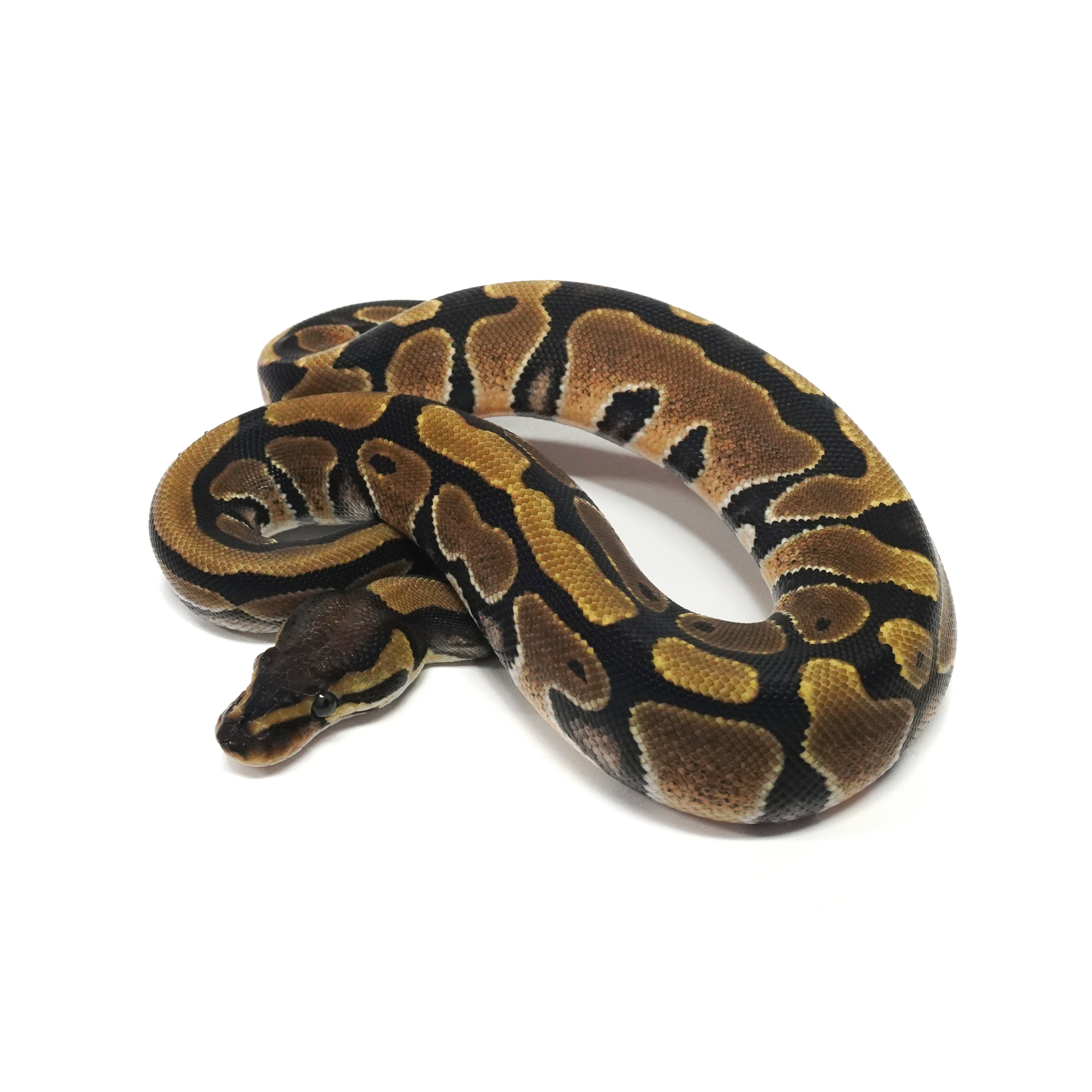 取り寄せリスト - ボールパイソン - USSI_OSAKA