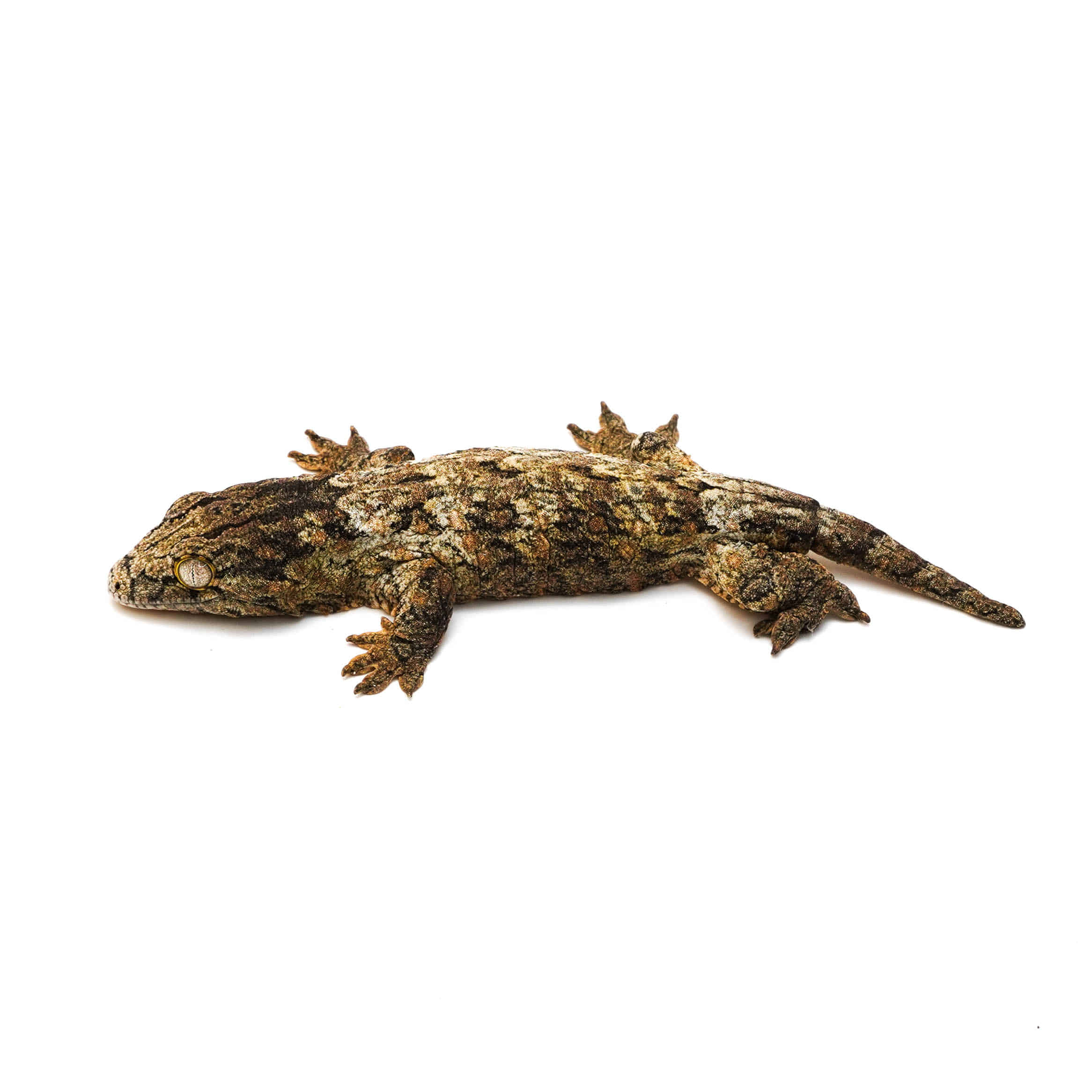 取り寄せリスト - グランテラ - USSI_OSAKA