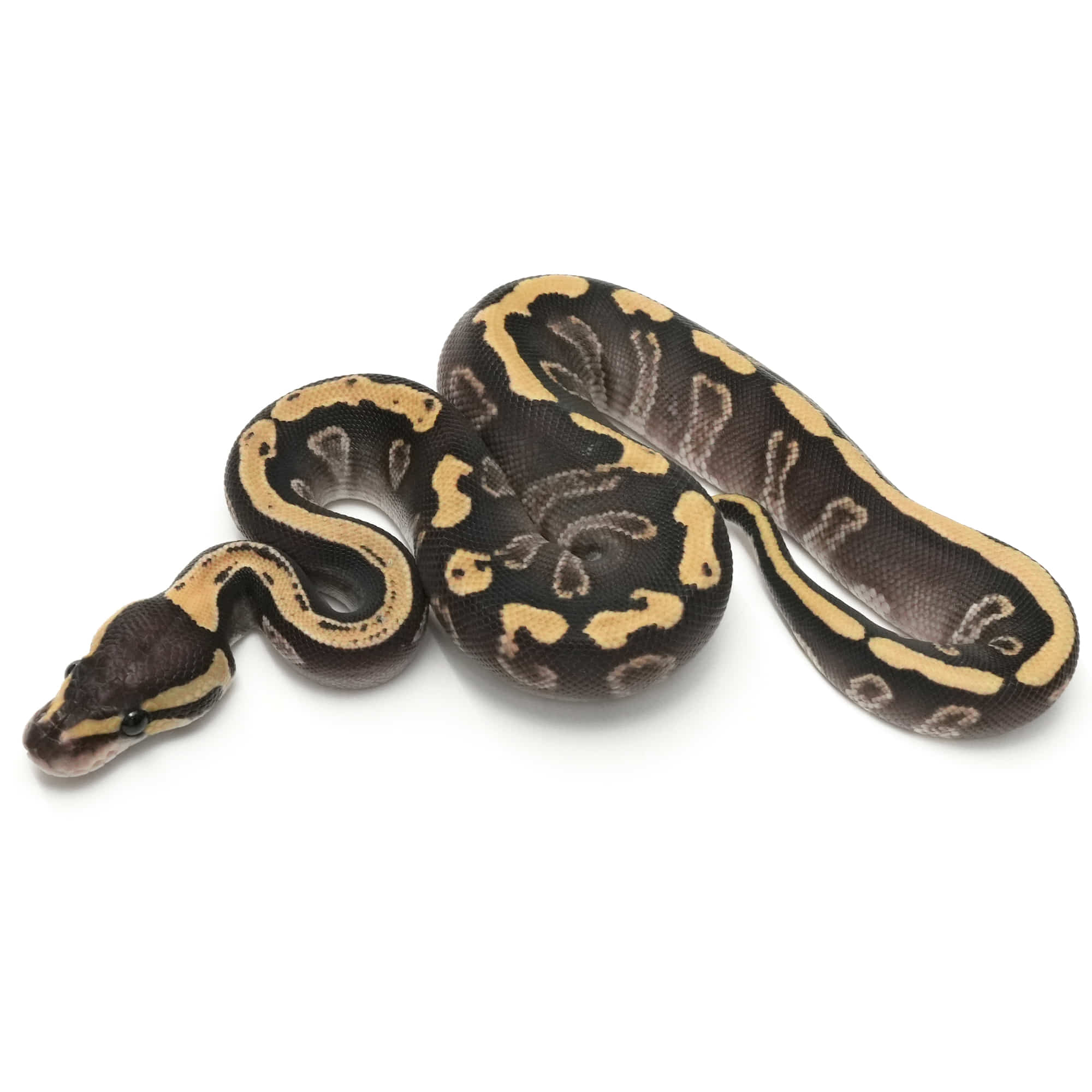 取り寄せリスト - ボールパイソン - USSI_OSAKA