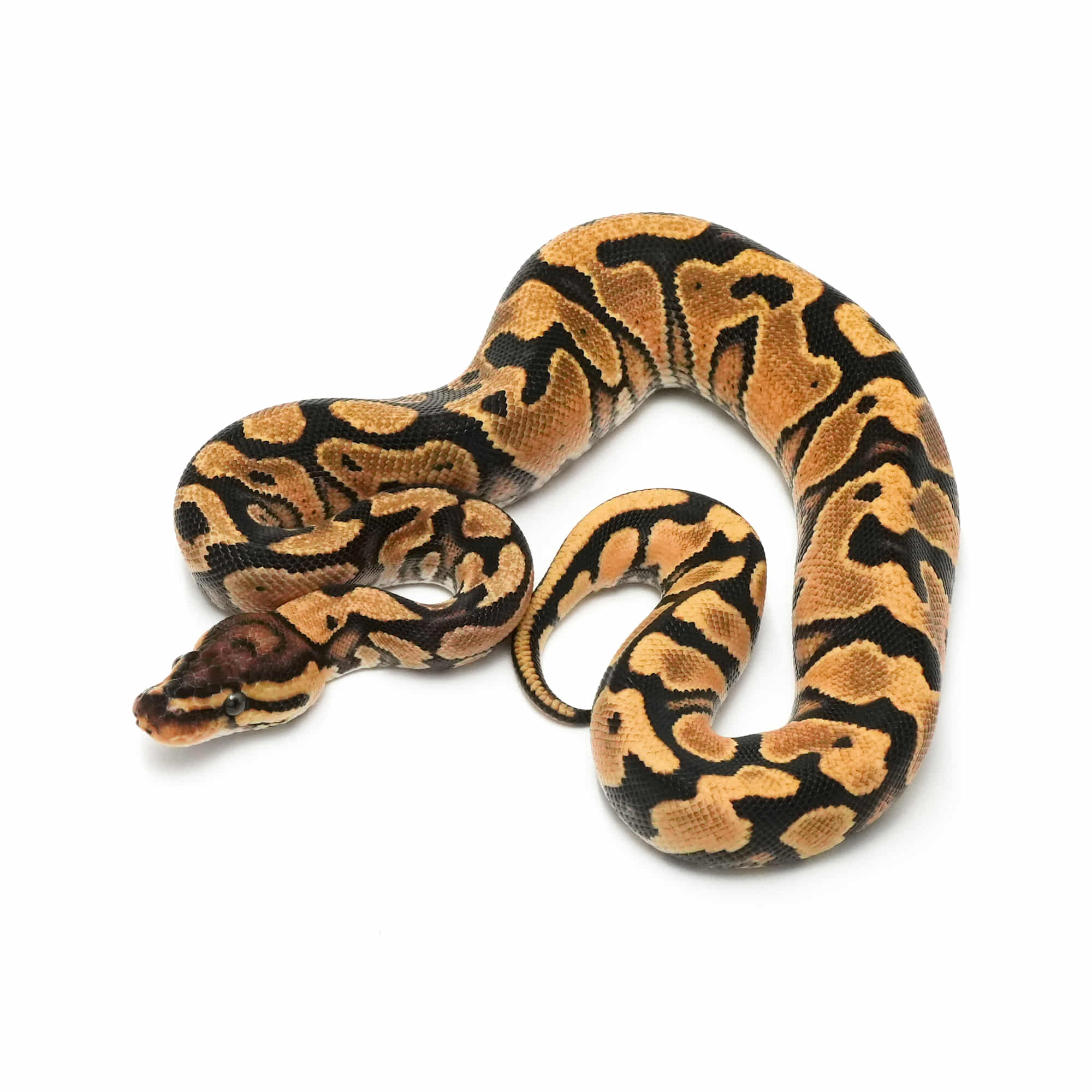 取り寄せリスト - FABULOUS - USSI_OSAKA