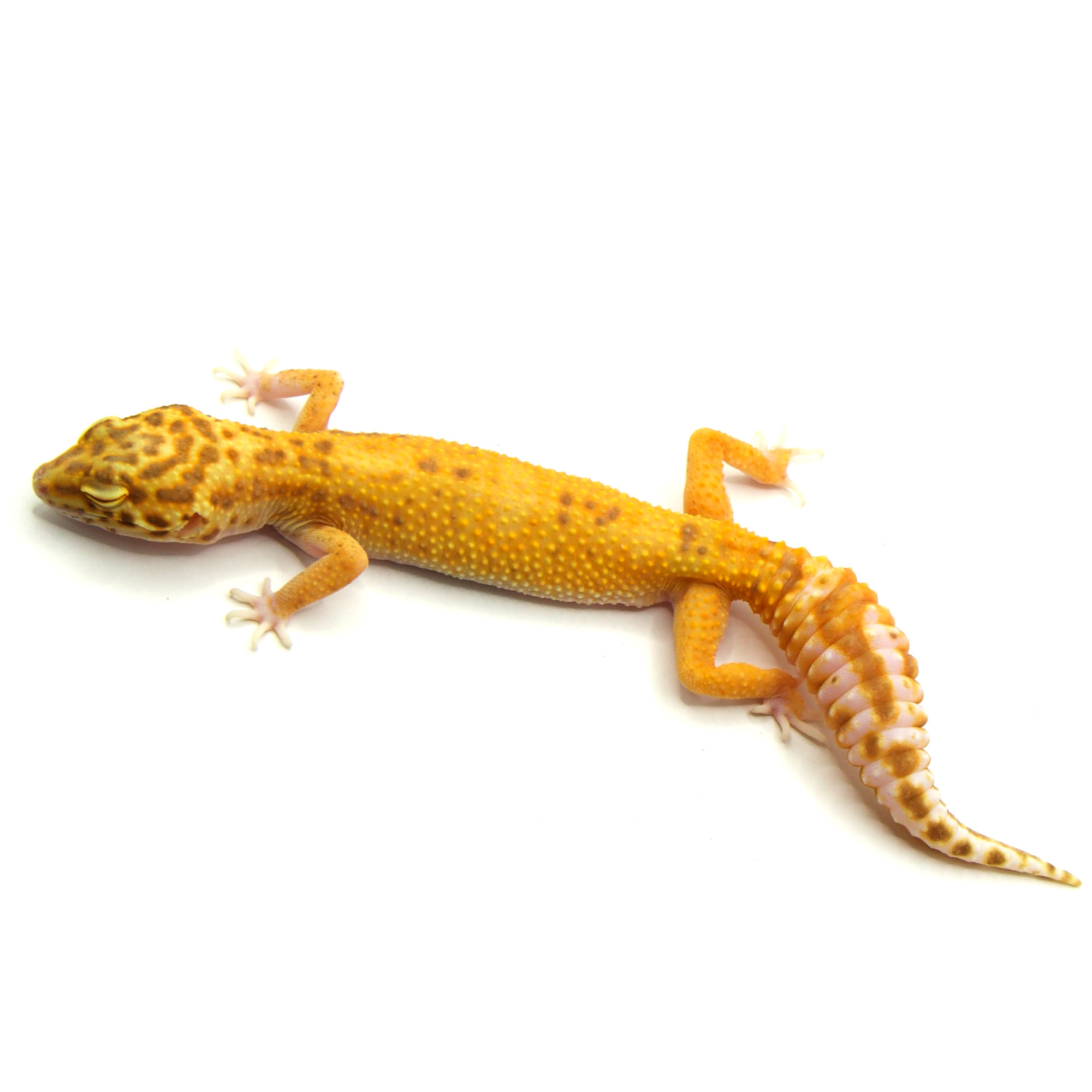 取り寄せリスト - アルビノ系 - USSI_OSAKA