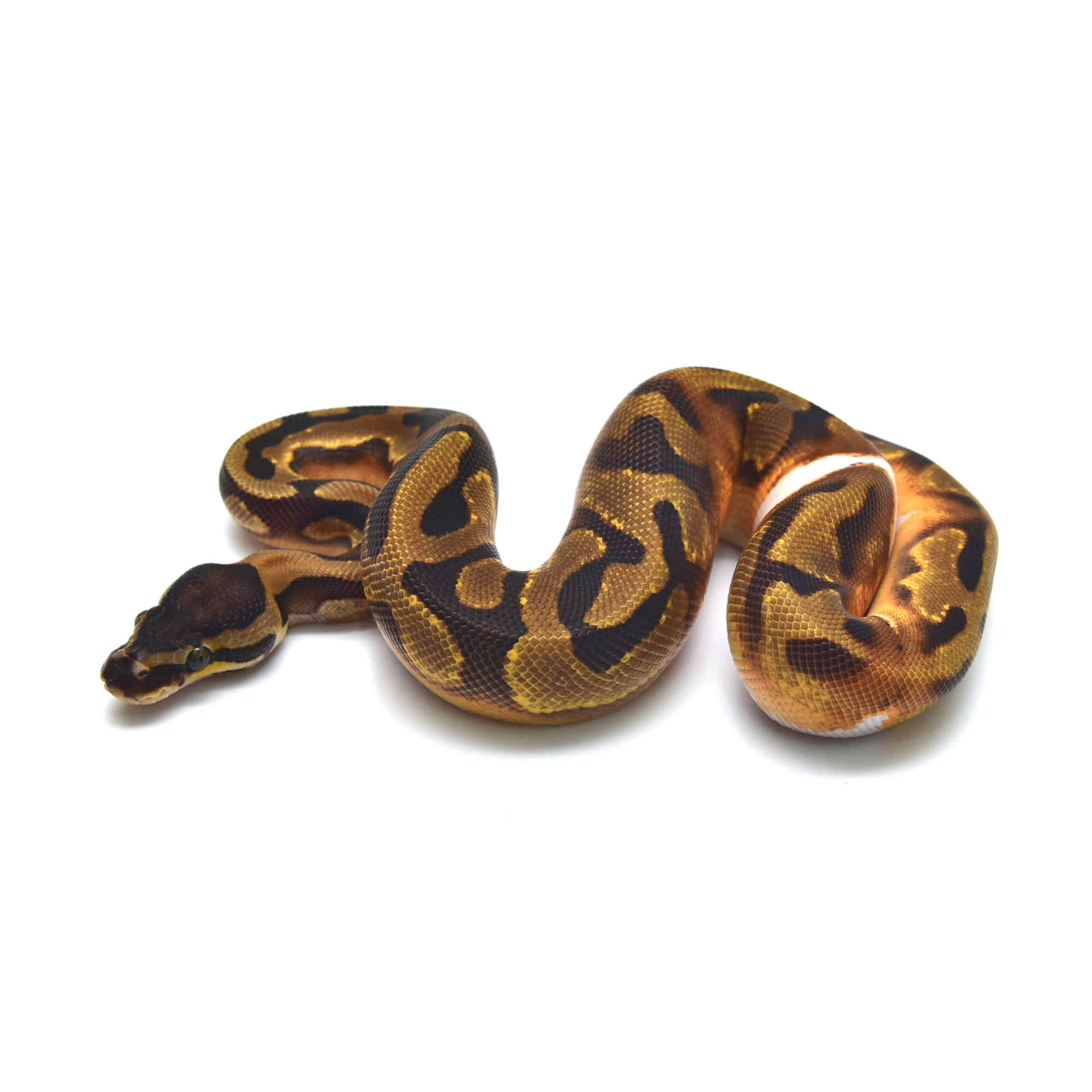 モノズ パペット 大器晩成 取り寄せリスト - FABULOUS - USSI_OSAKA