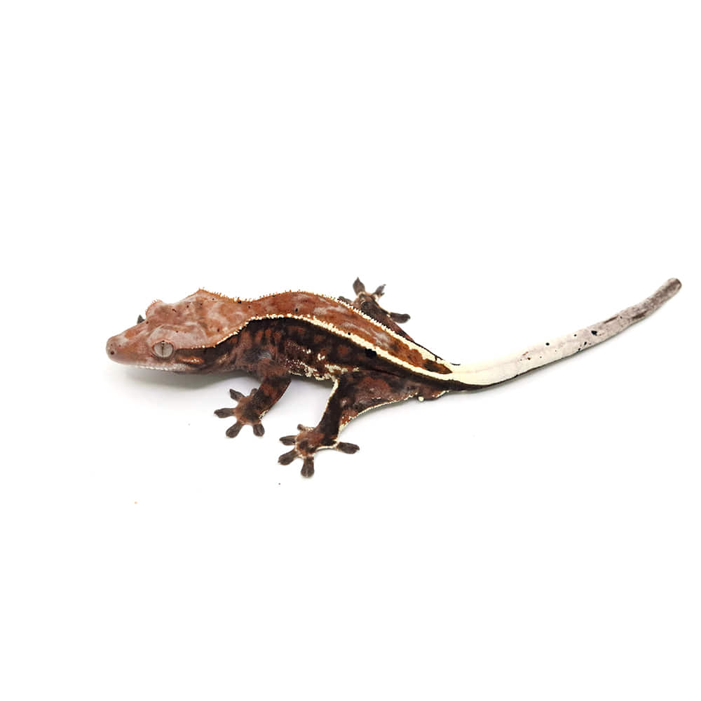 取り寄せリスト - カプチーノ系 - USSI_OSAKA